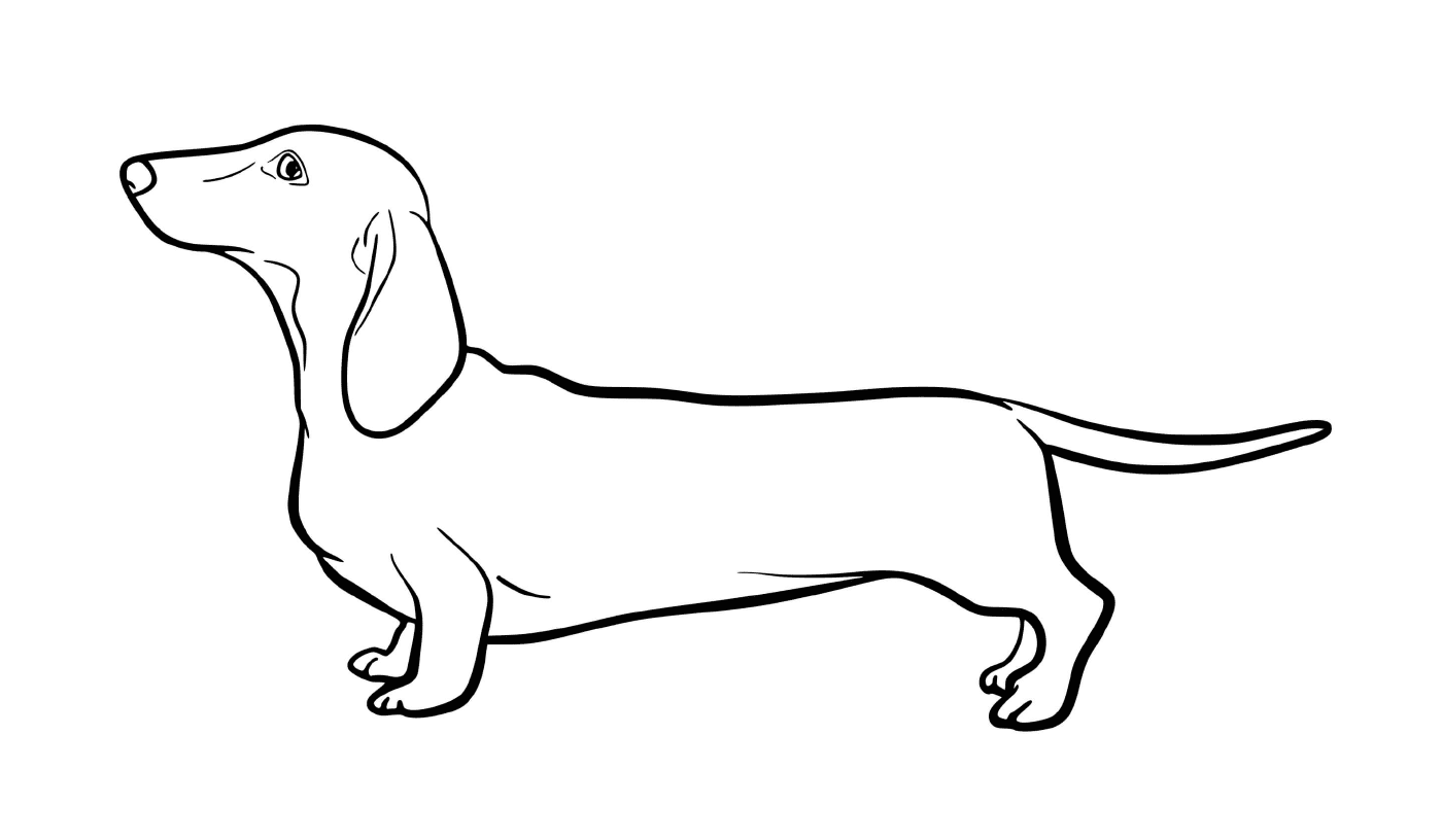 coloriage Dachshund dog