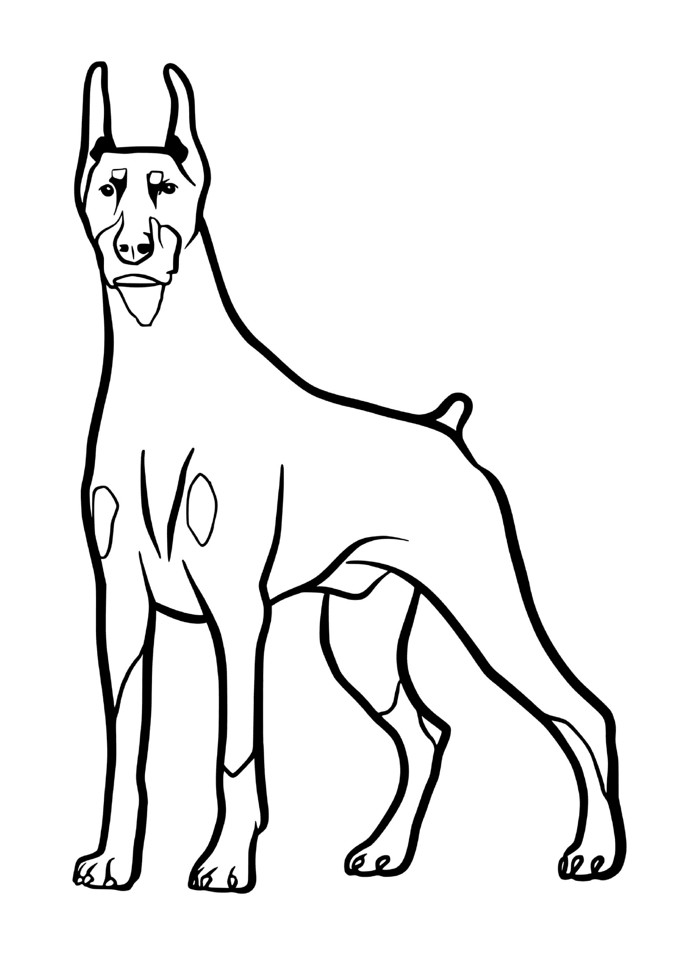 coloriage Dobermann dog