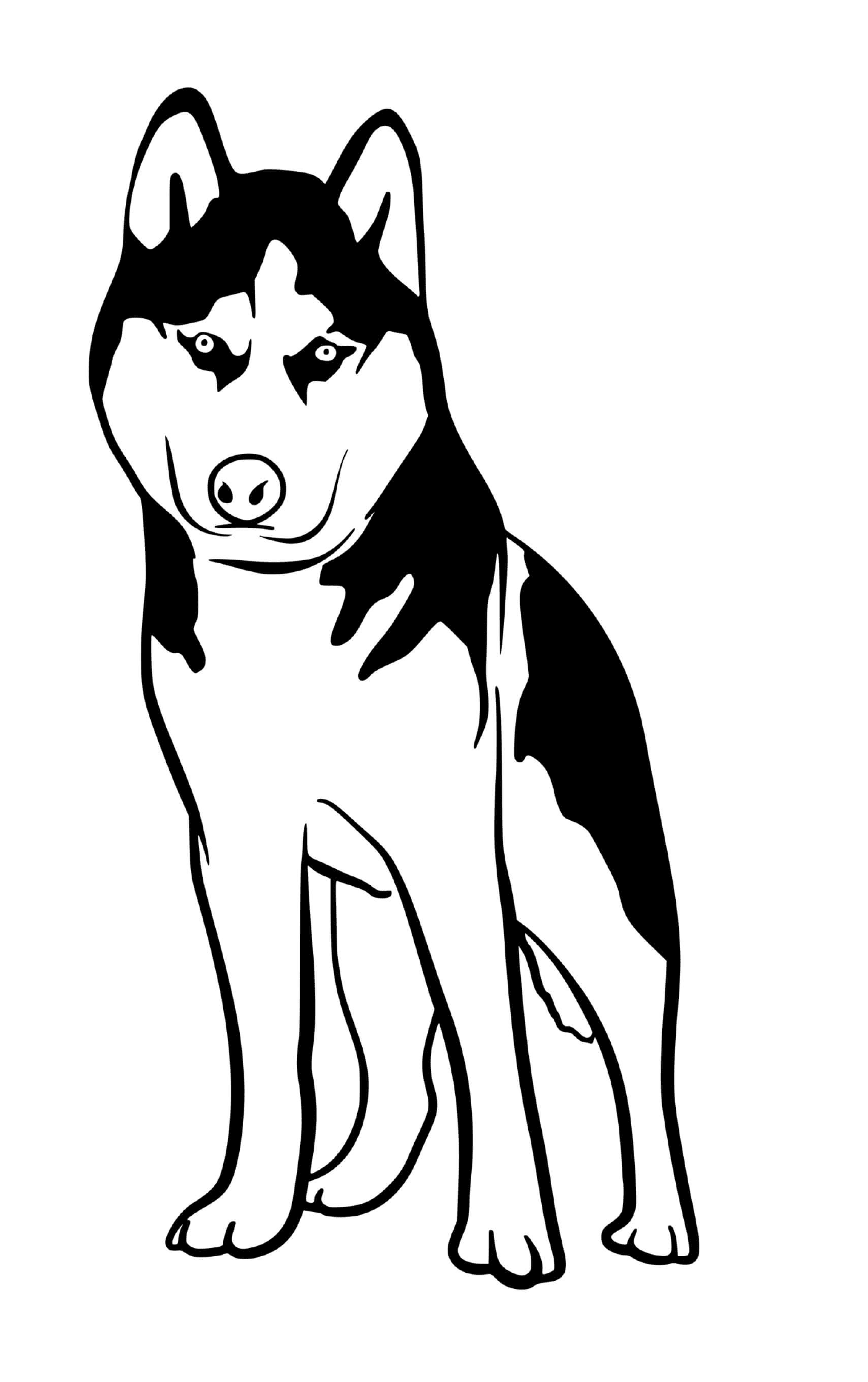 coloriage Husky dog