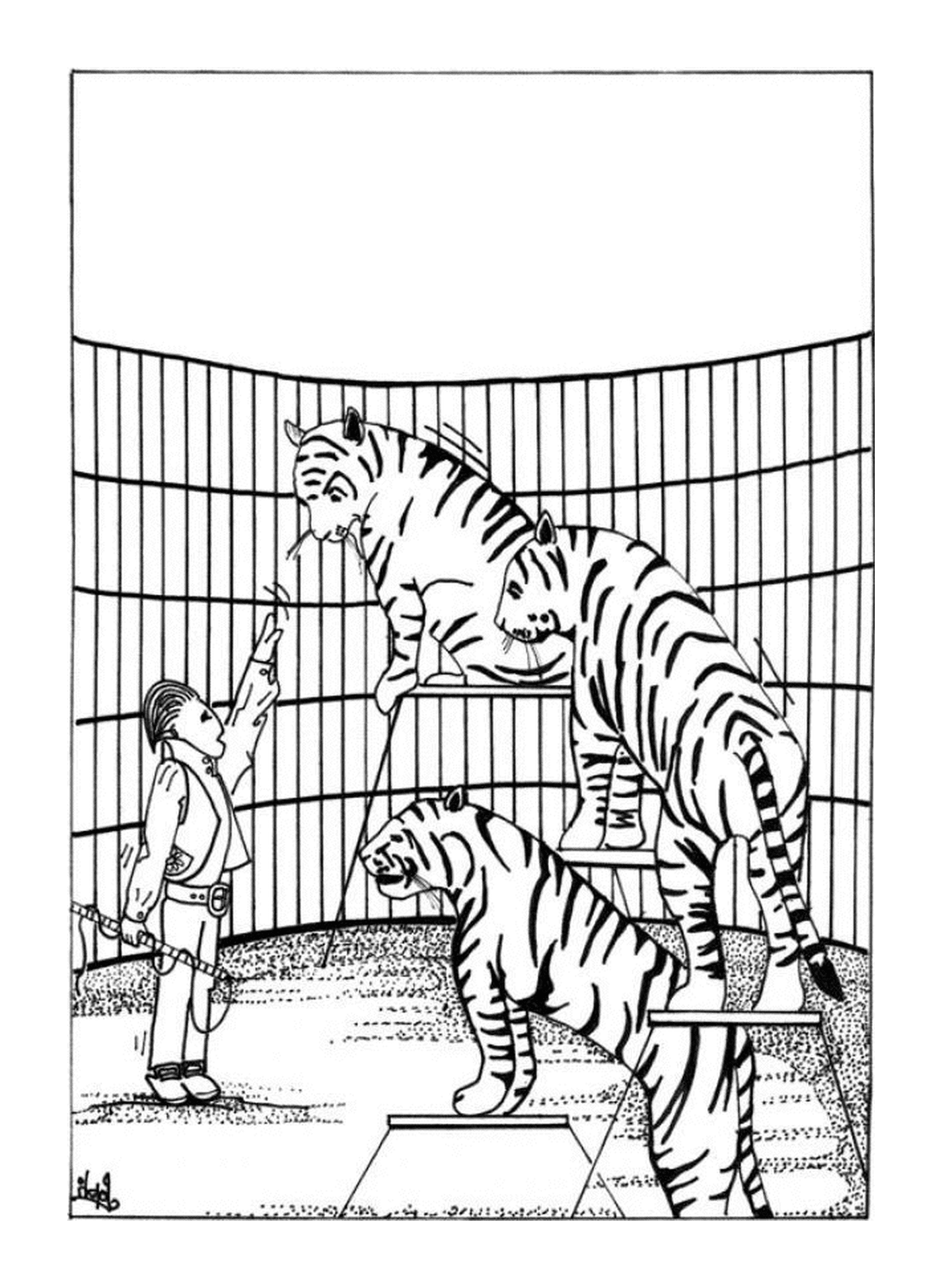 coloriage cirque tigres dresseur