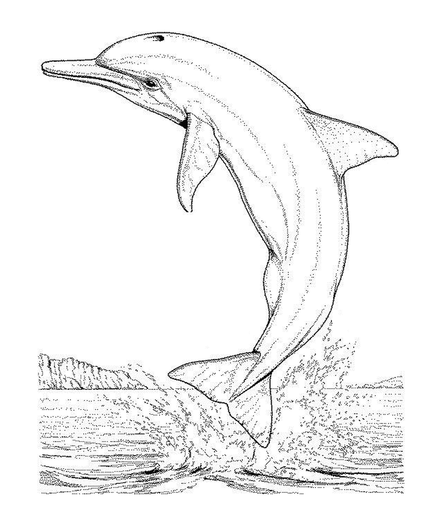 coloriage dauphin saute hors de la mer