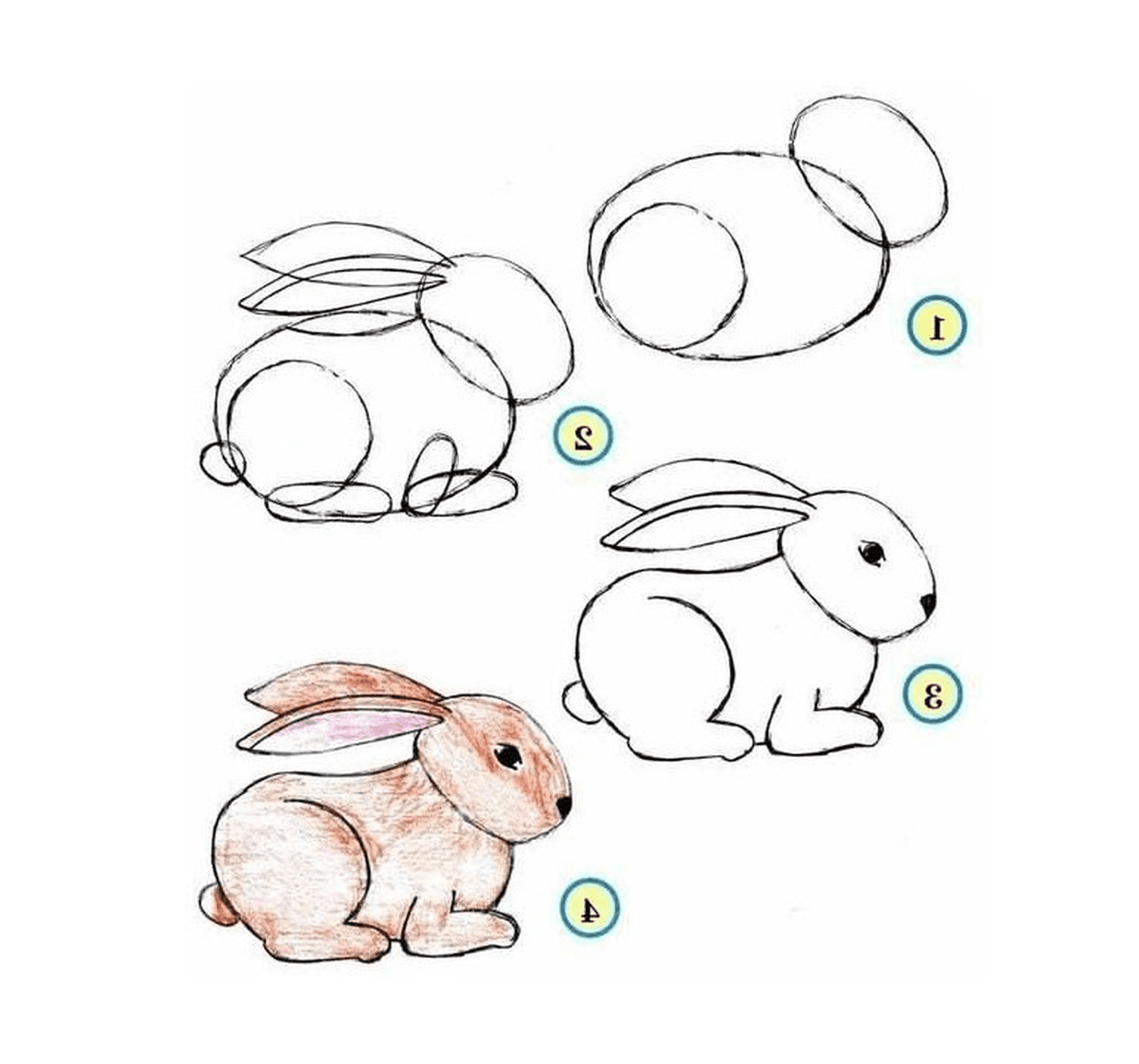 coloriage comment dessiner un lapin etape par etape
