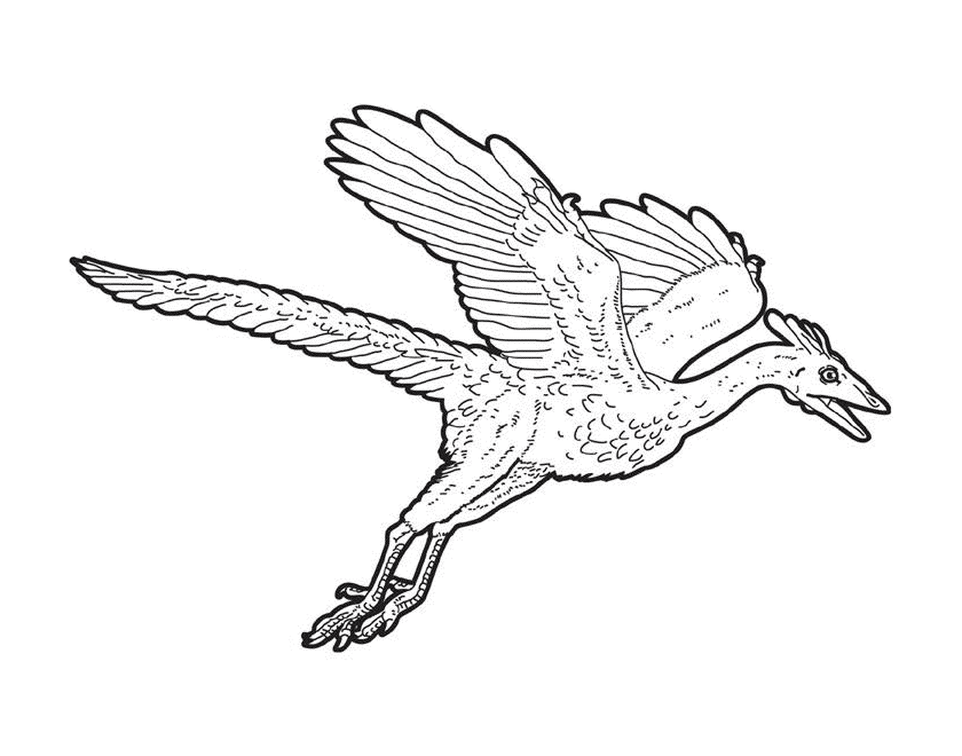 coloriage dessin dinosaure archaeopteryx