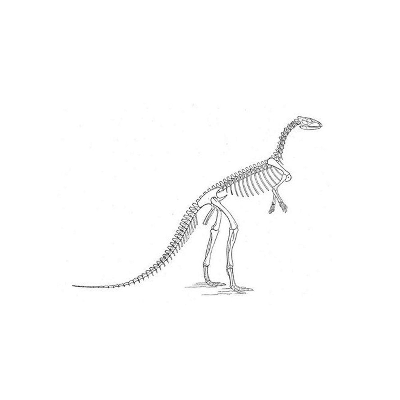 coloriage squelette dinosaure