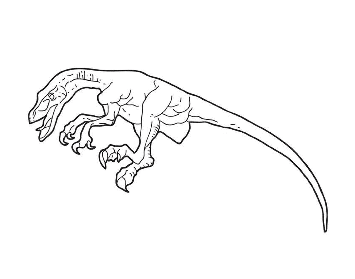 coloriage dessin dinosaure velociraptor