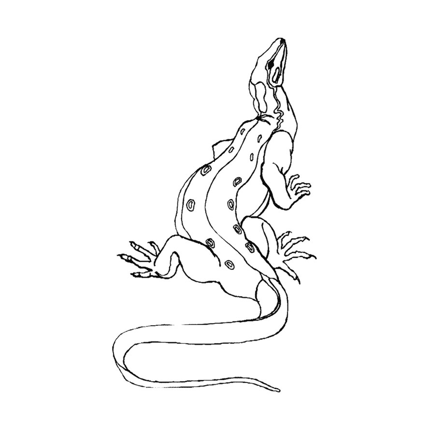 coloriage dragon de komodo