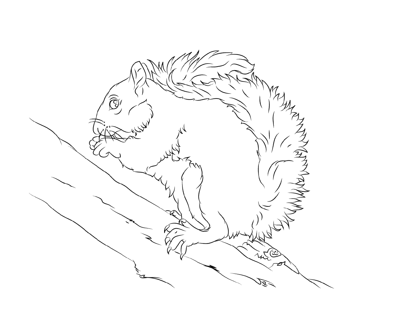 coloriage ecureuil gris mange une noix