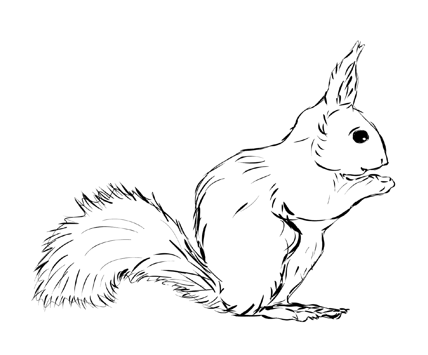 coloriage ecureuil realiste petit animal