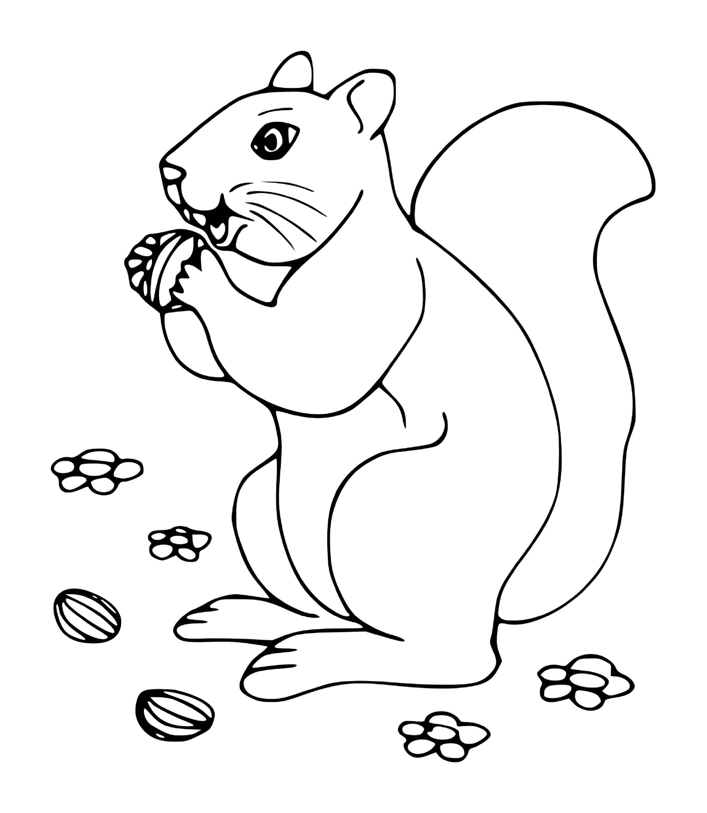 coloriage ecureuil adore les noisettes