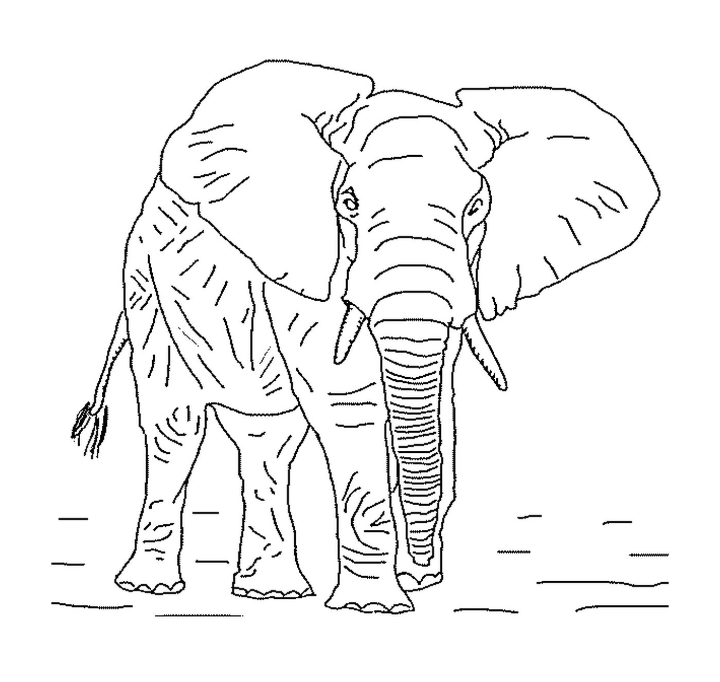 coloriage grand elephant avec defense