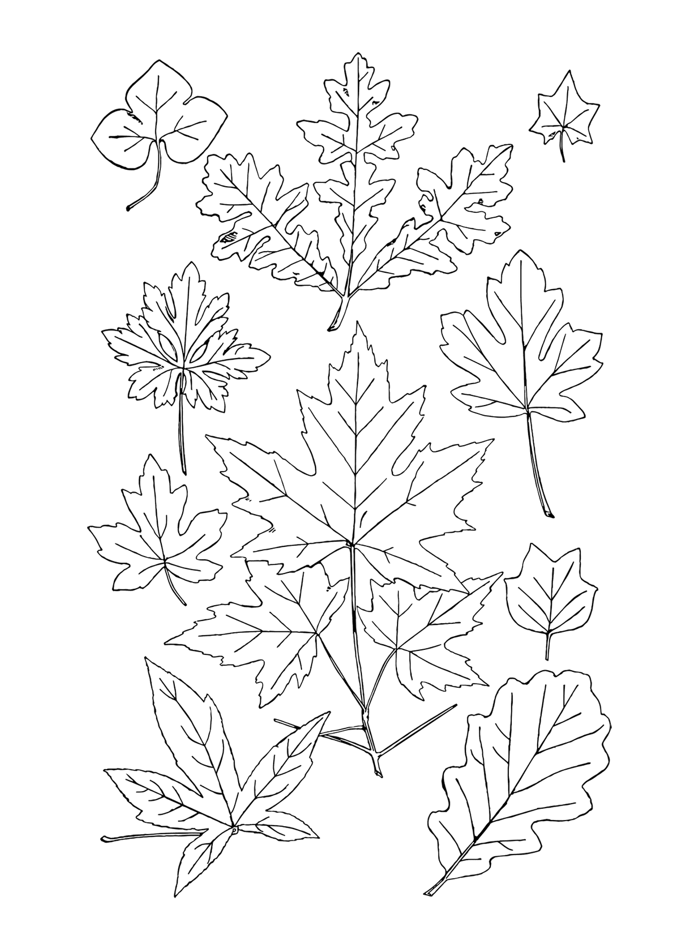coloriage automne feuilles