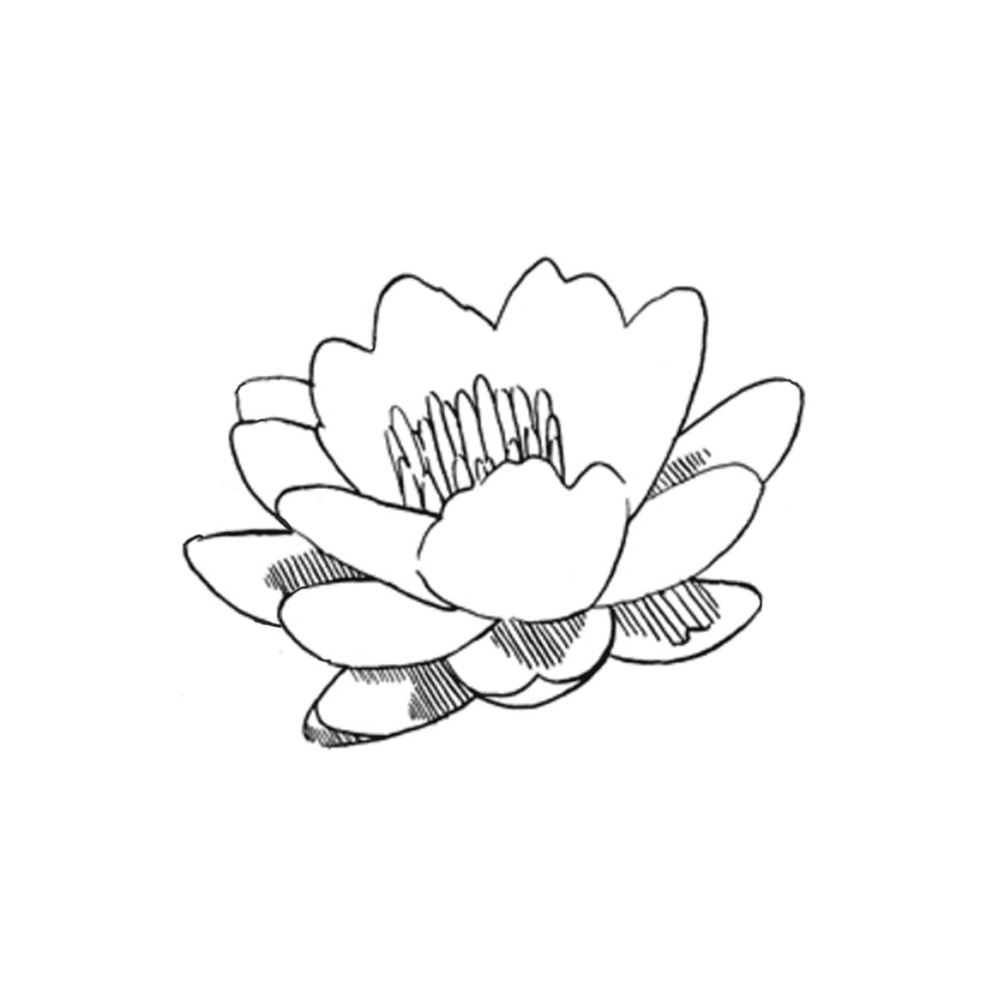 coloriage fleur de lotus