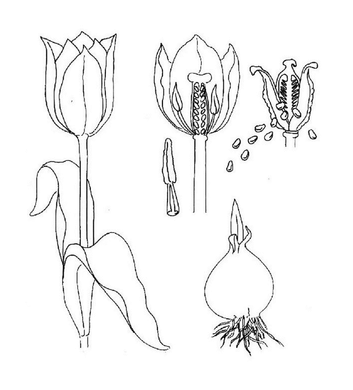 coloriage evolution d une tulipe