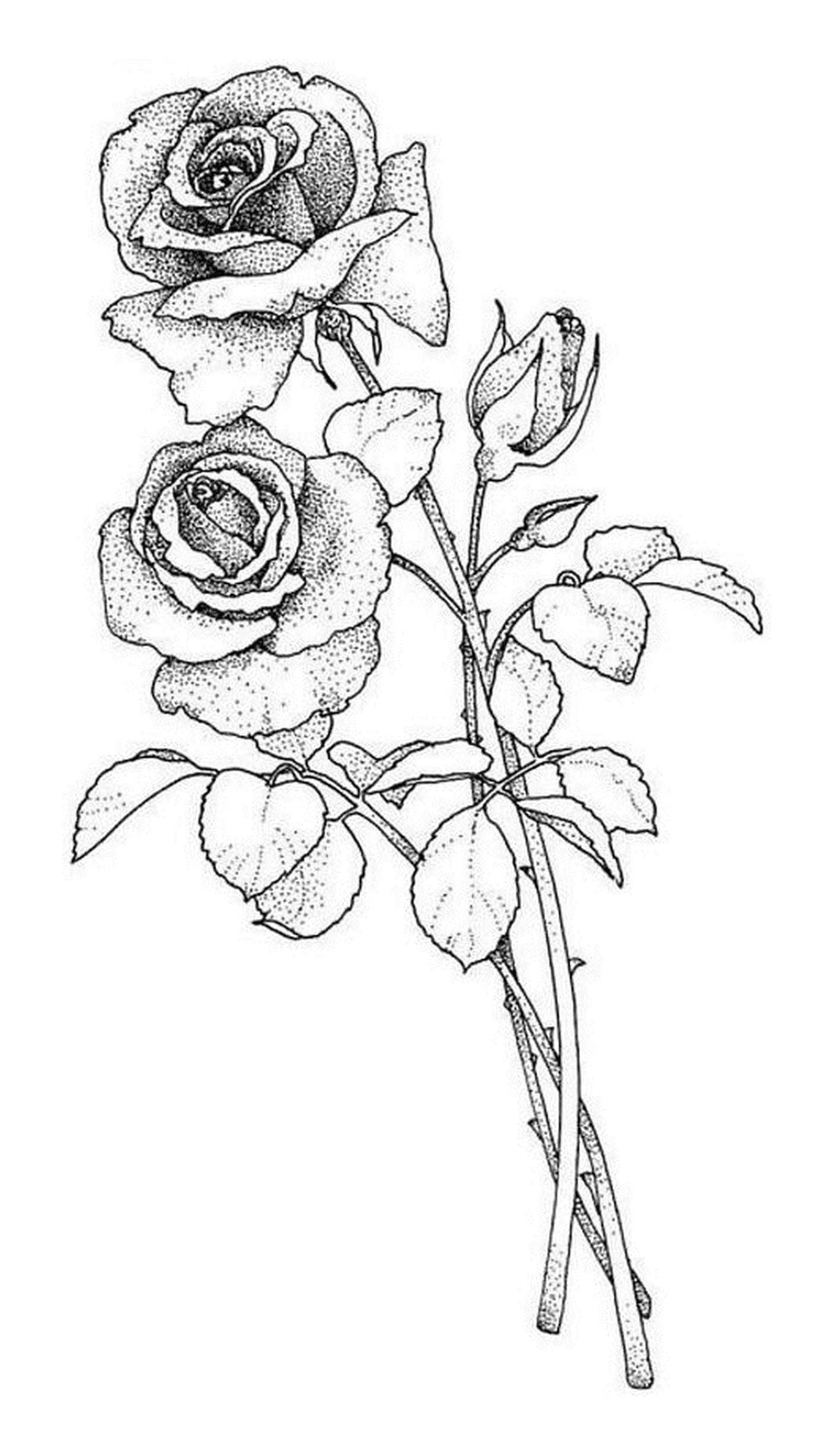 coloriage deux roses
