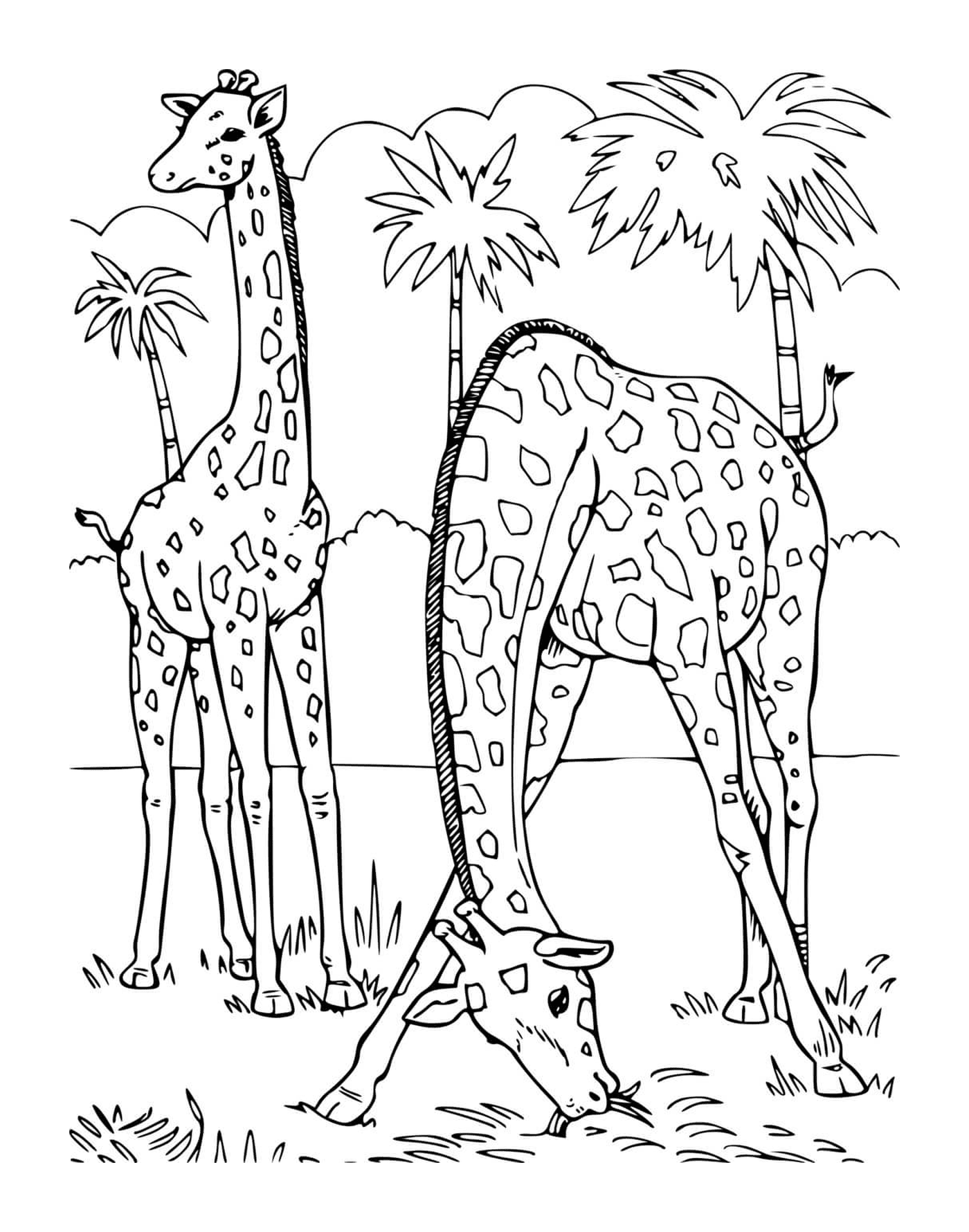 coloriage 2 girafes dans la savane