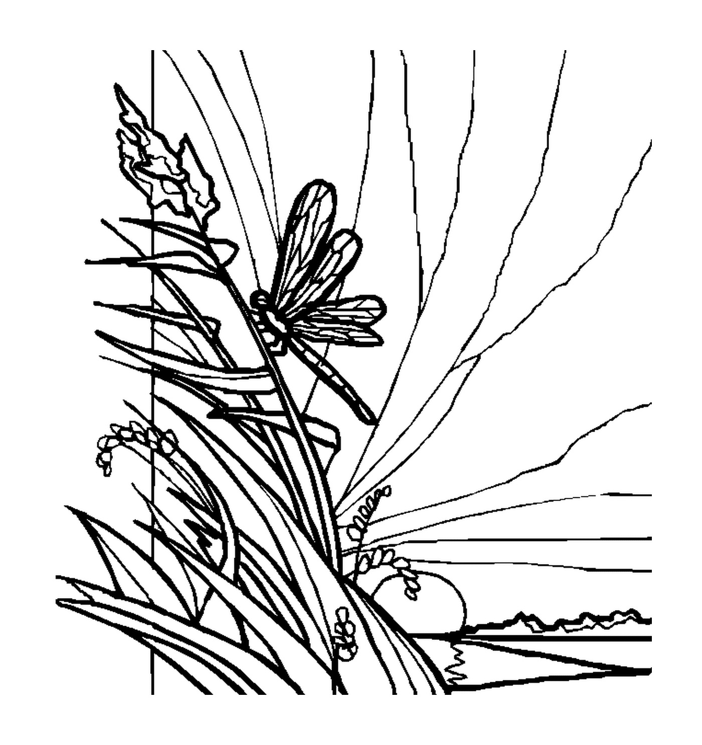coloriage libellule posee sur de la vegetation
