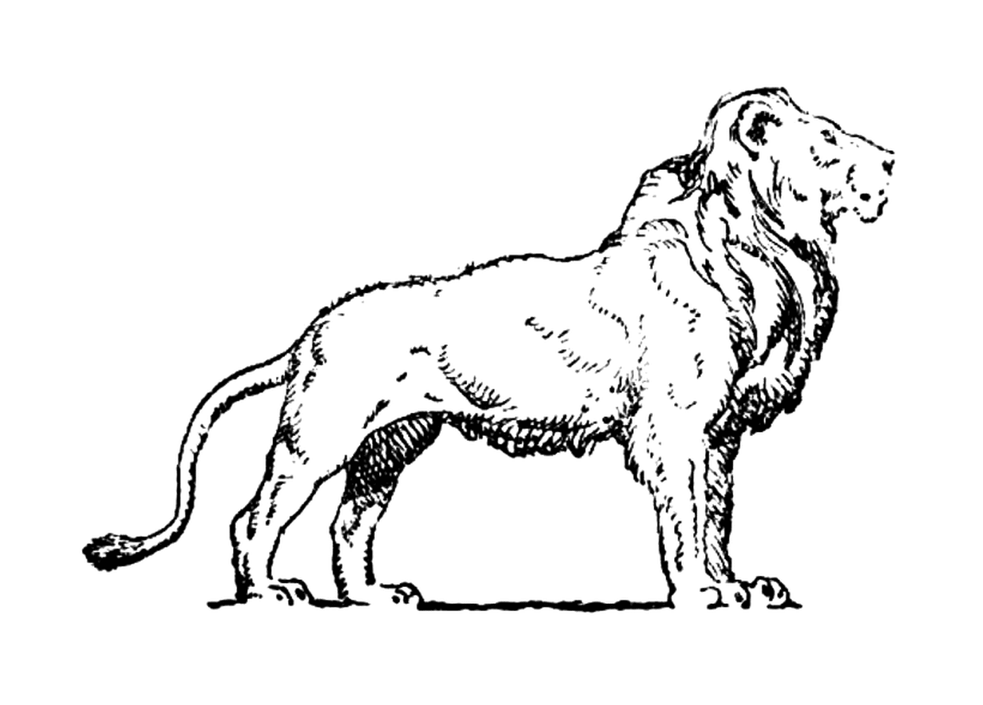 coloriage East African lion or the Masai lion