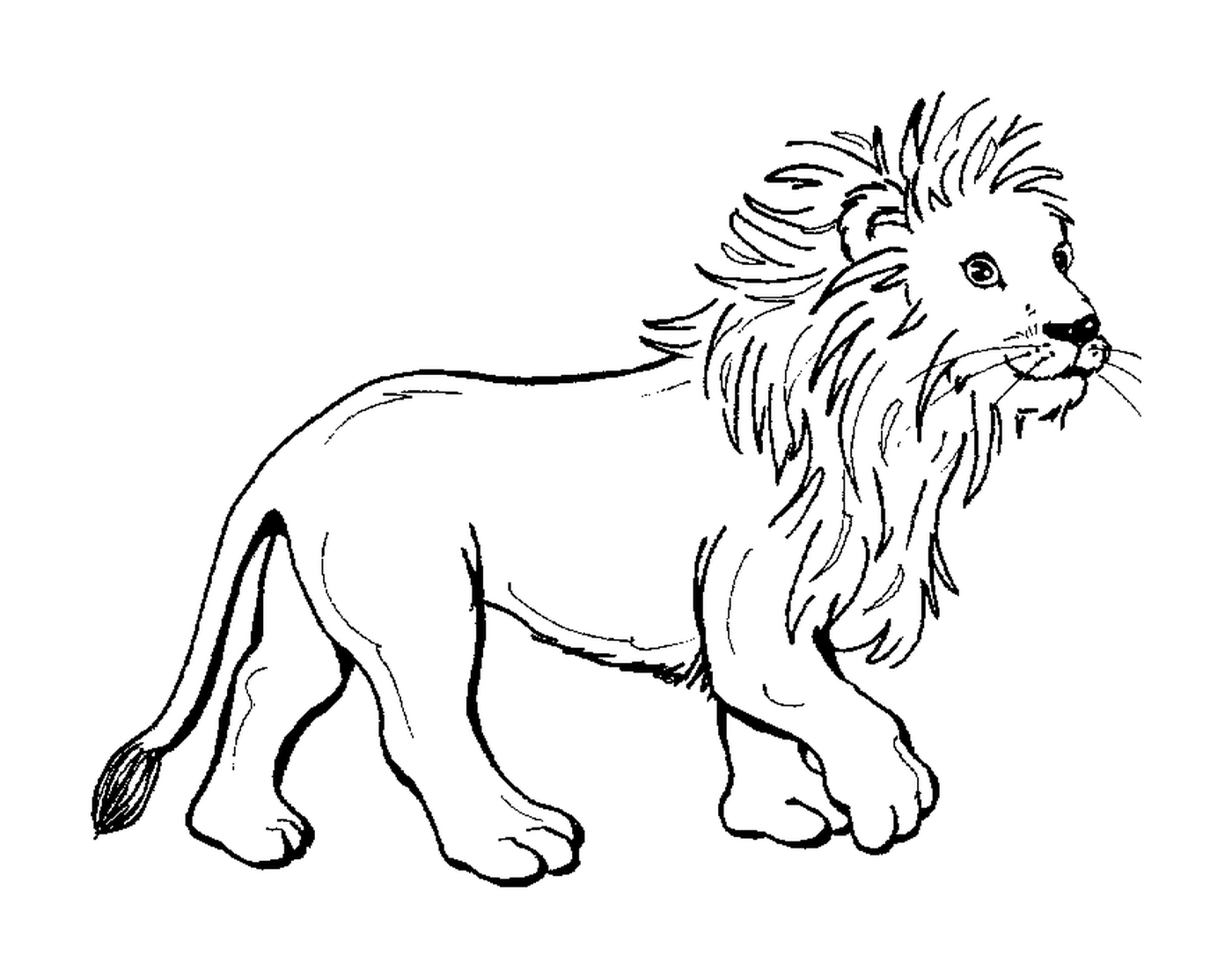 coloriage un jeune lionceau