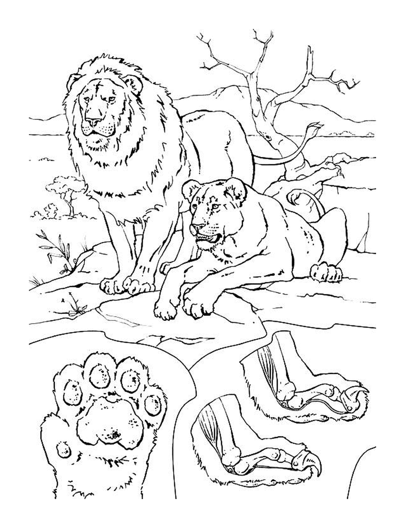 coloriage un lion et une lionne