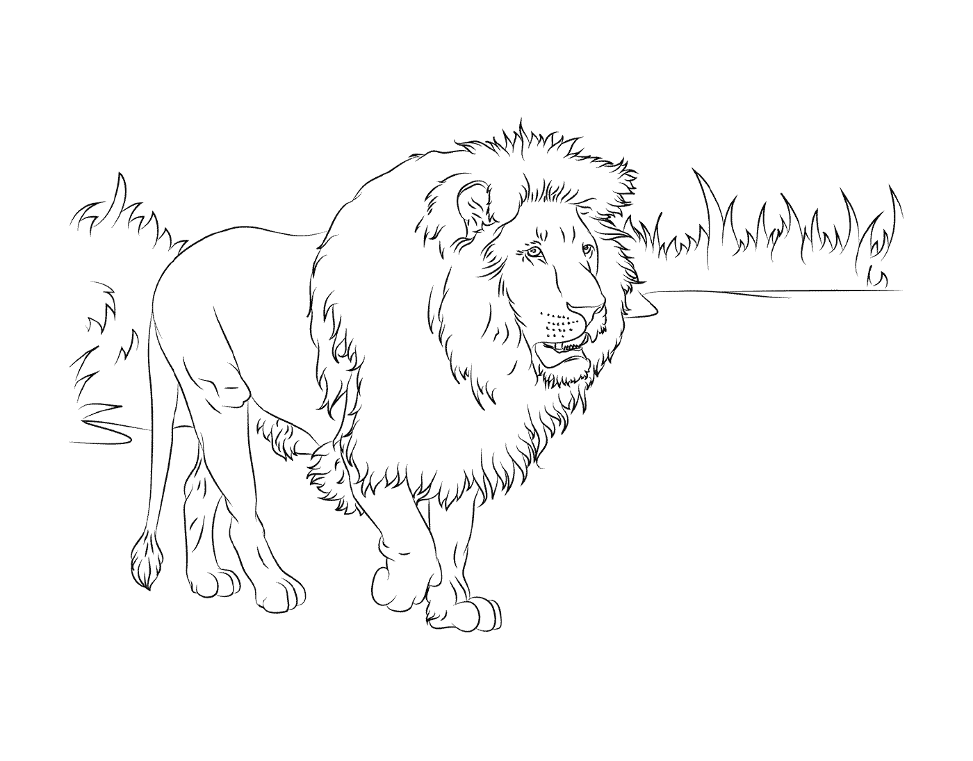 coloriage gorgeous african lion