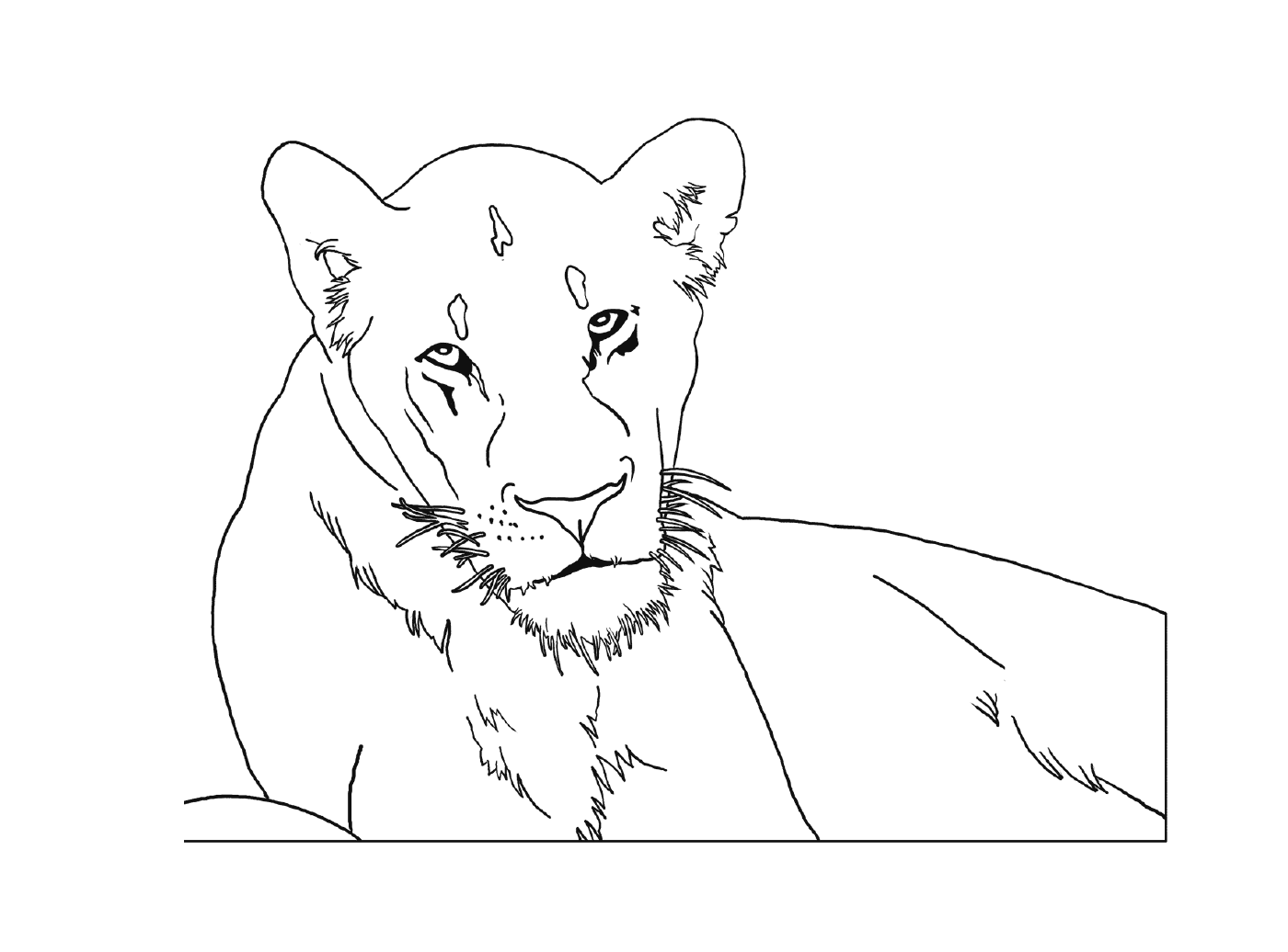 coloriage lioness