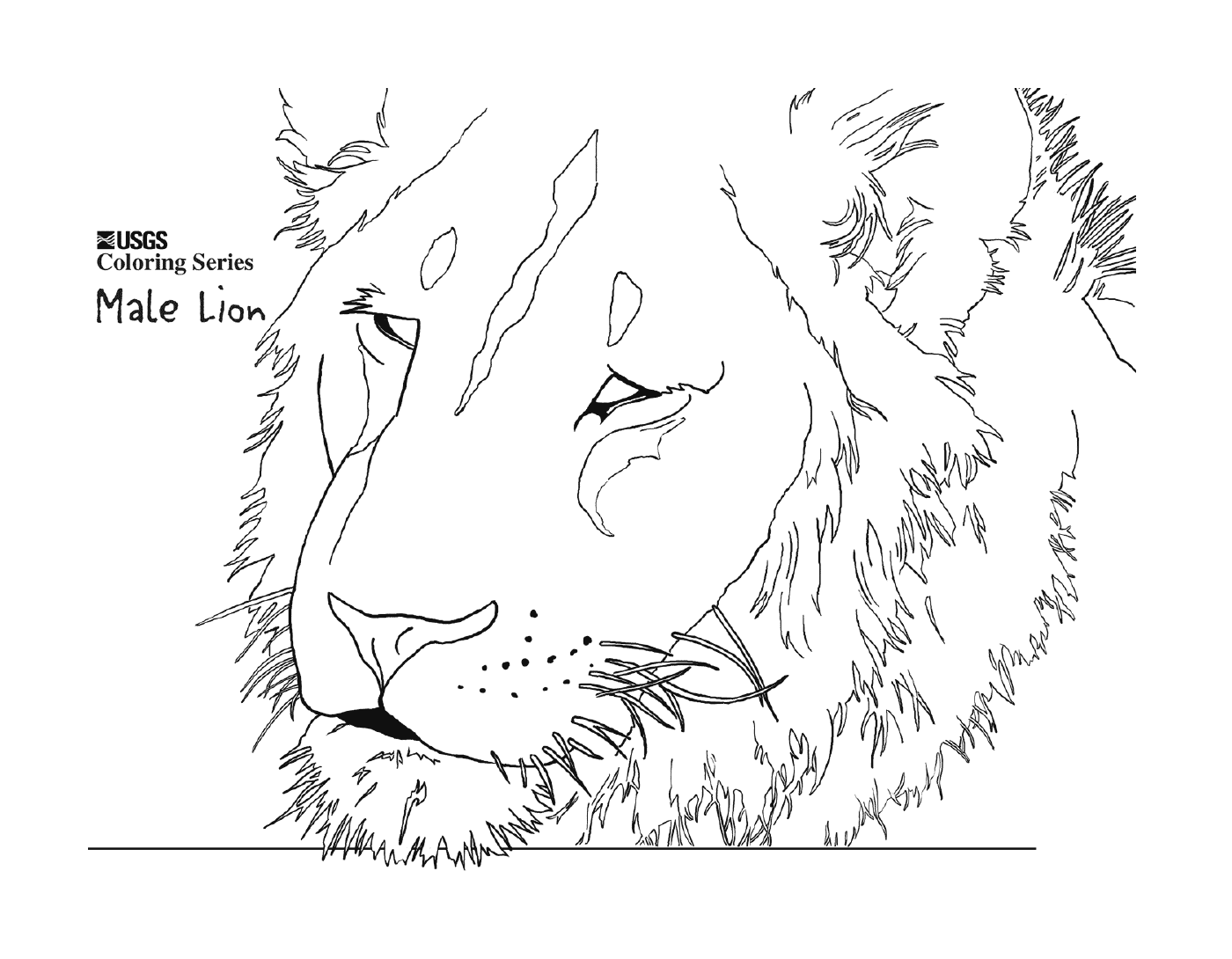 coloriage male lion head