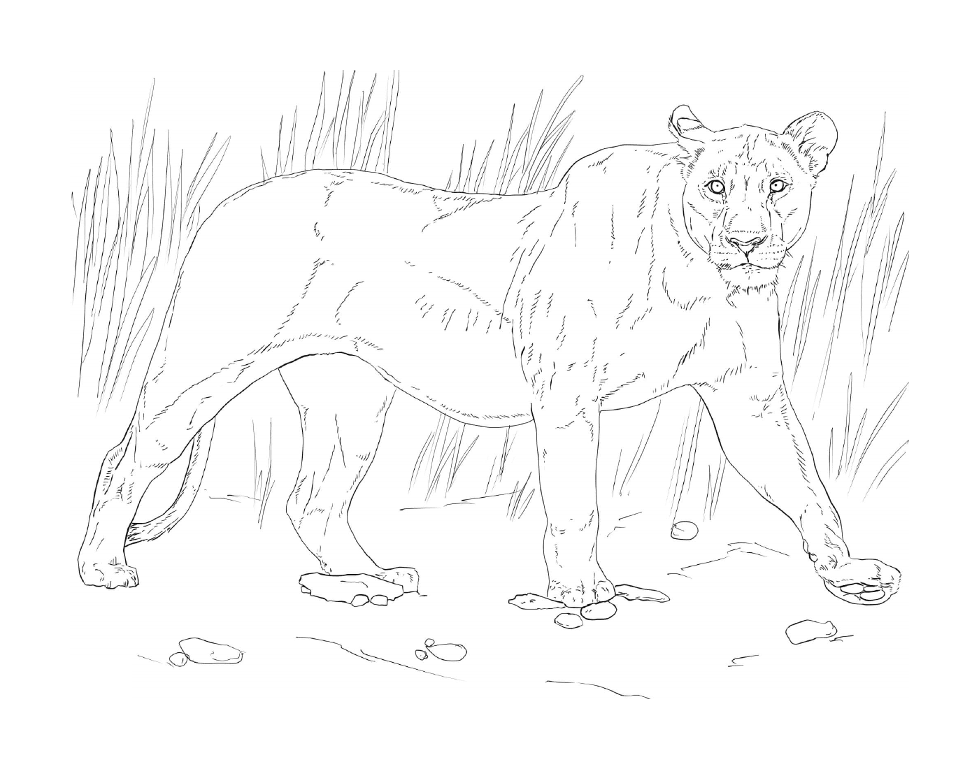 coloriage walking lioness
