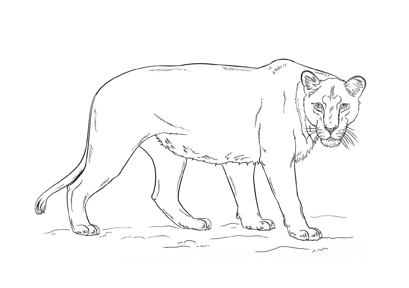 coloriage lioness by Lena London