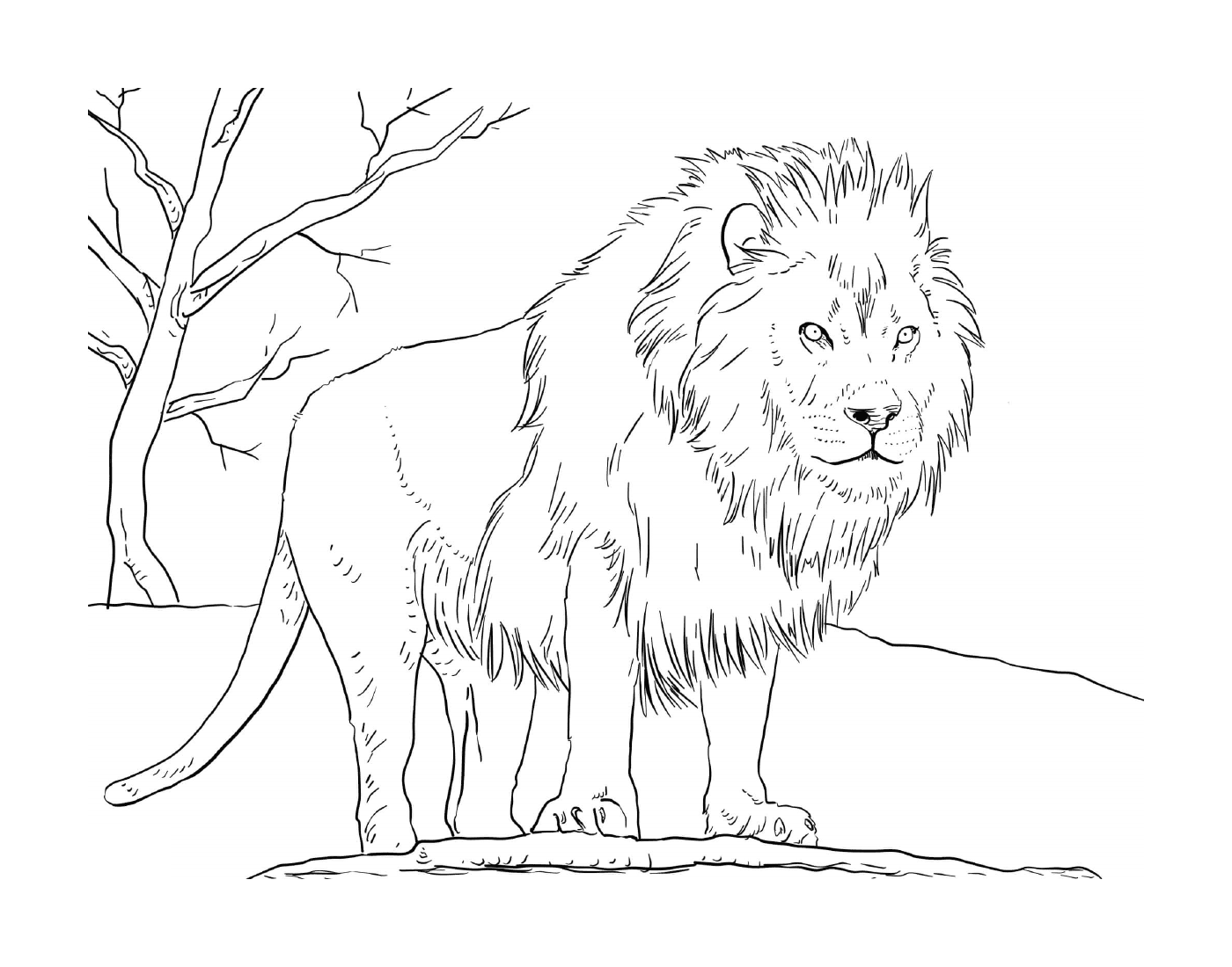 coloriage male african lion