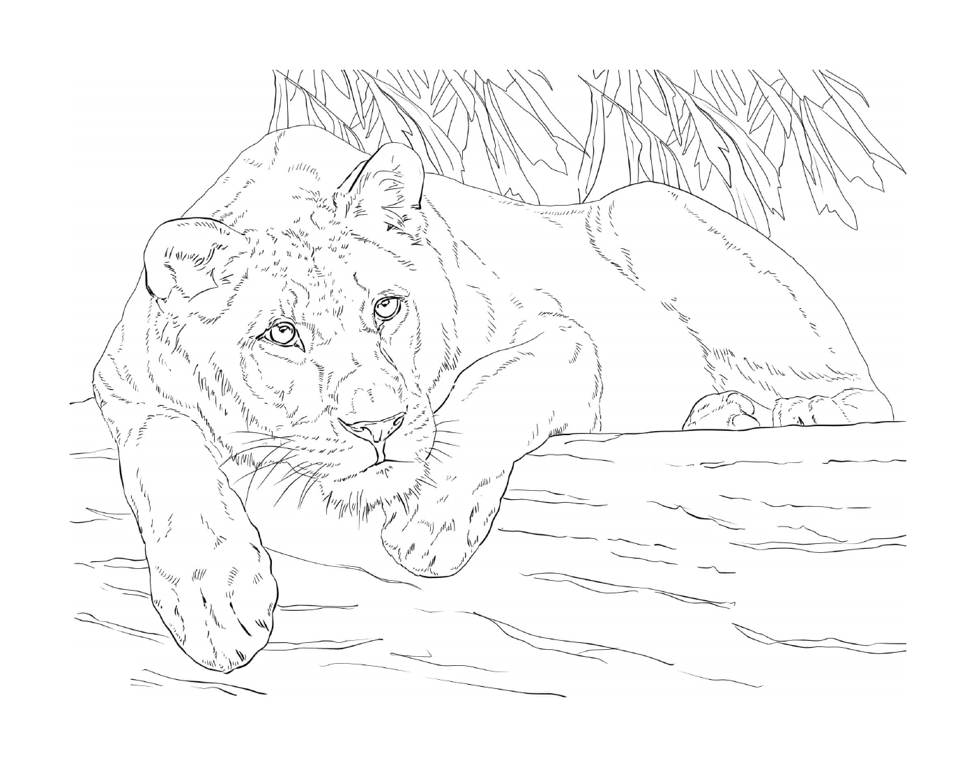 coloriage lying lioness
