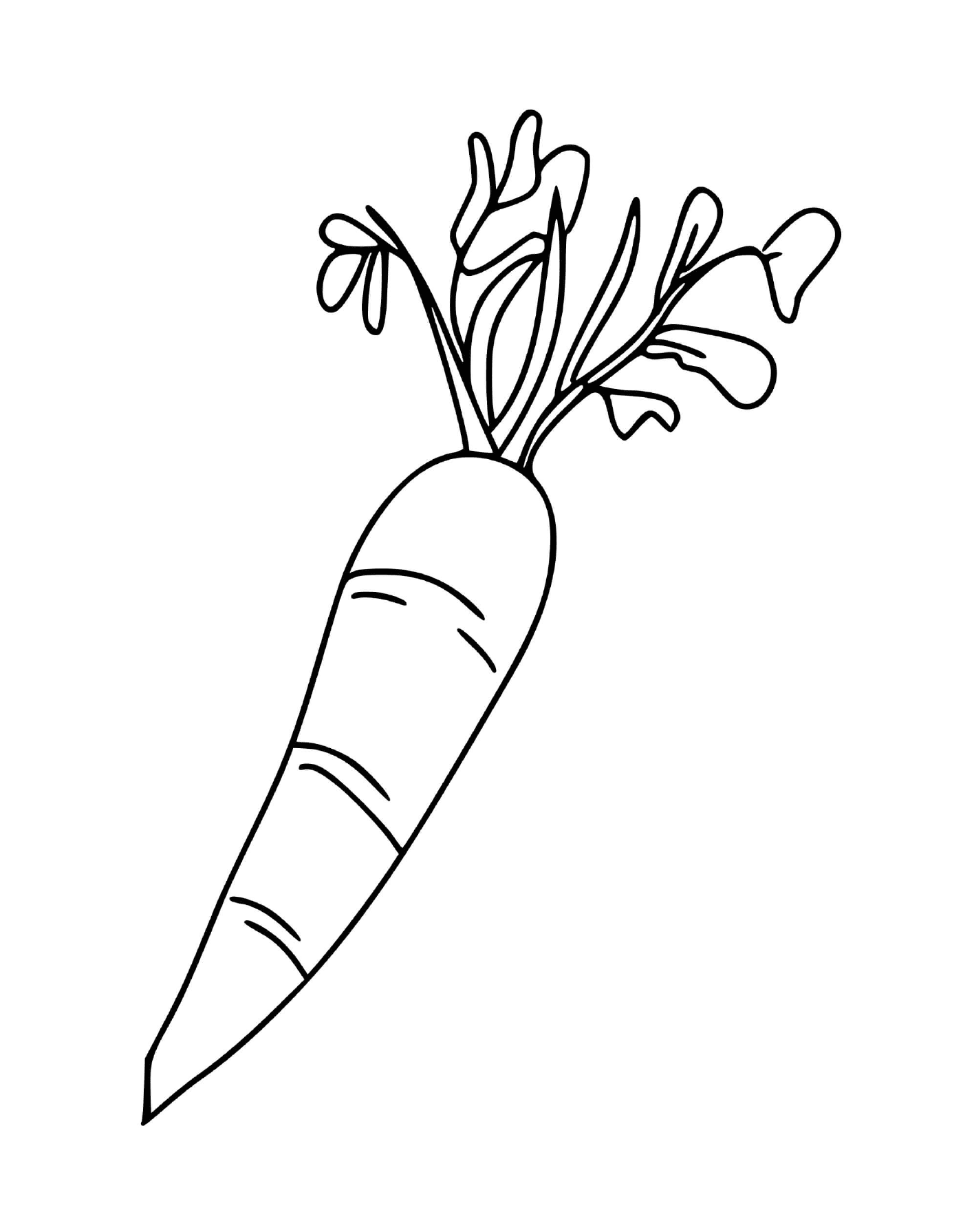 coloriage carrotte
