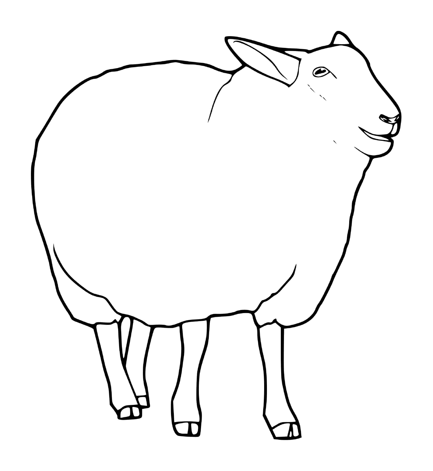coloriage mouton mammifere herbivore