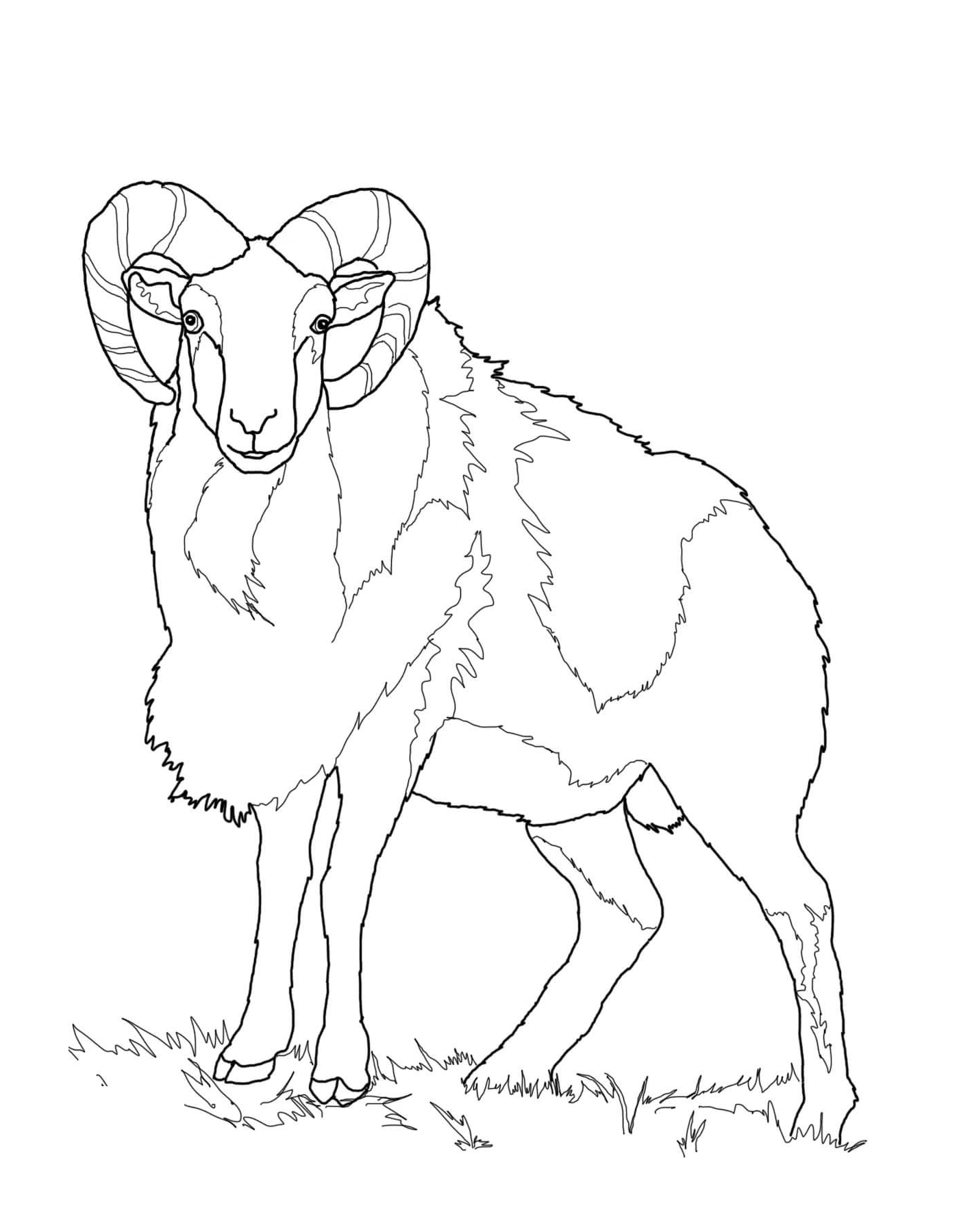 coloriage mouton mouflon