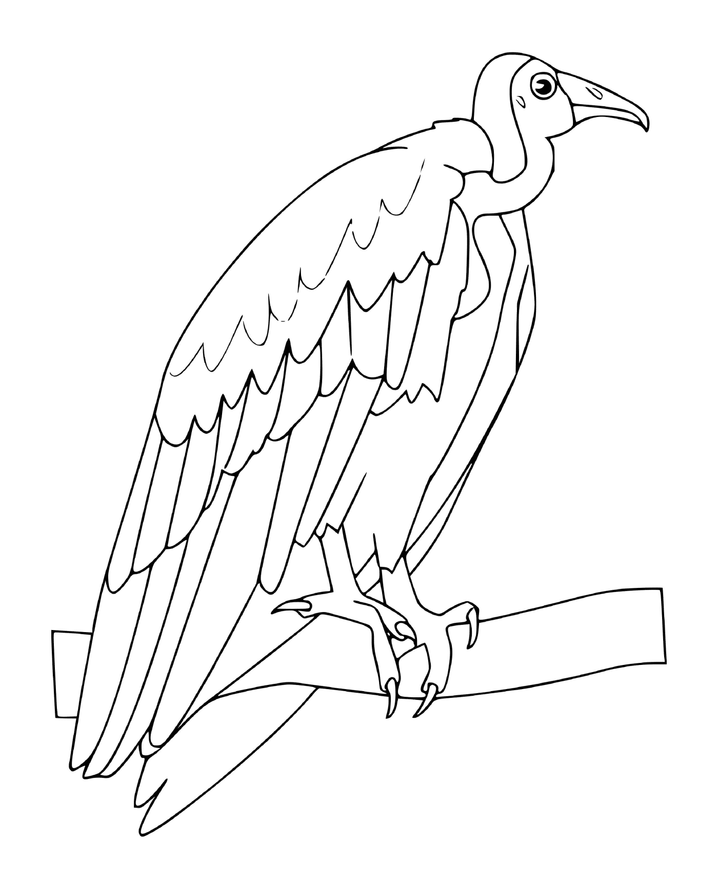 coloriage vautour