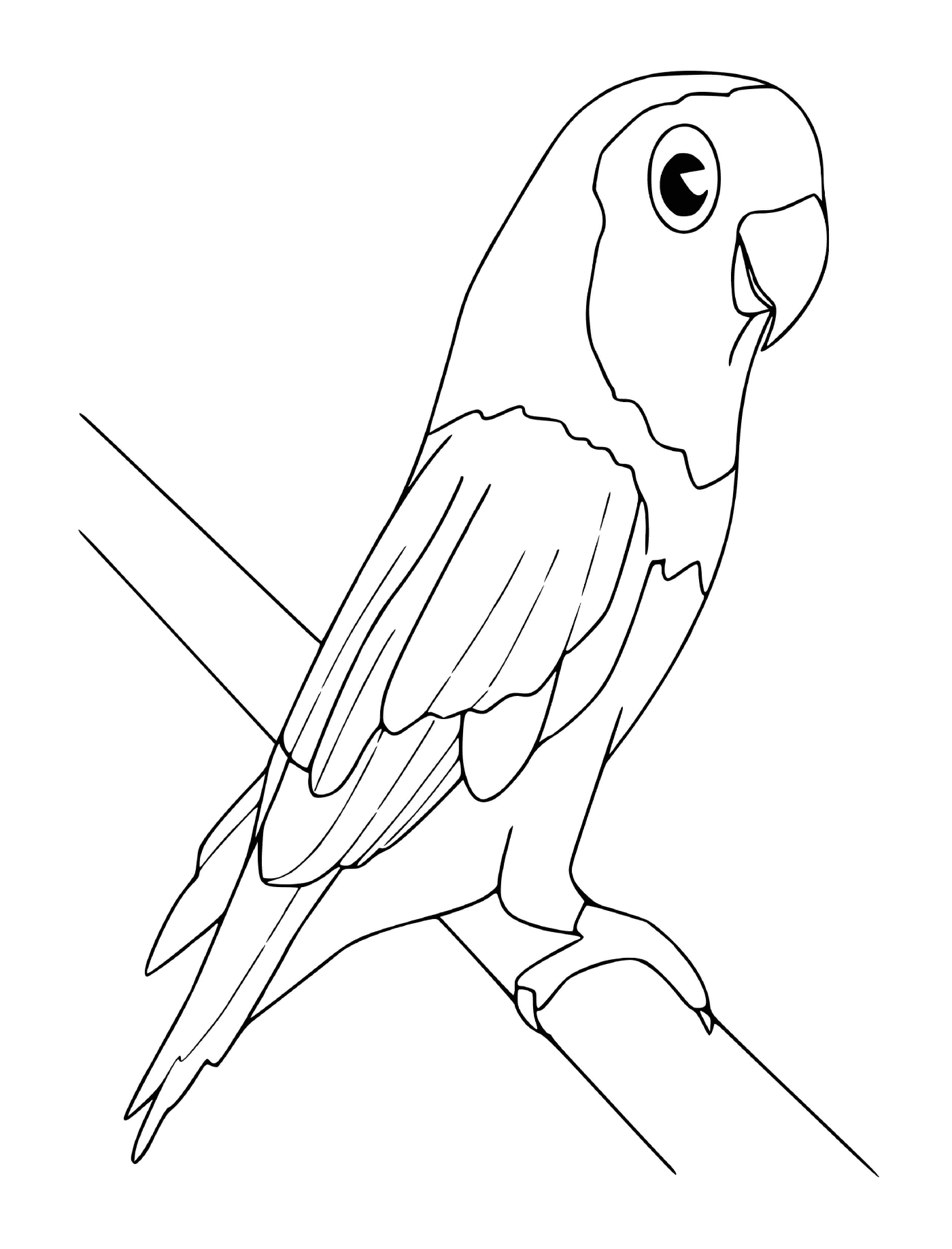 coloriage perruche oiseau