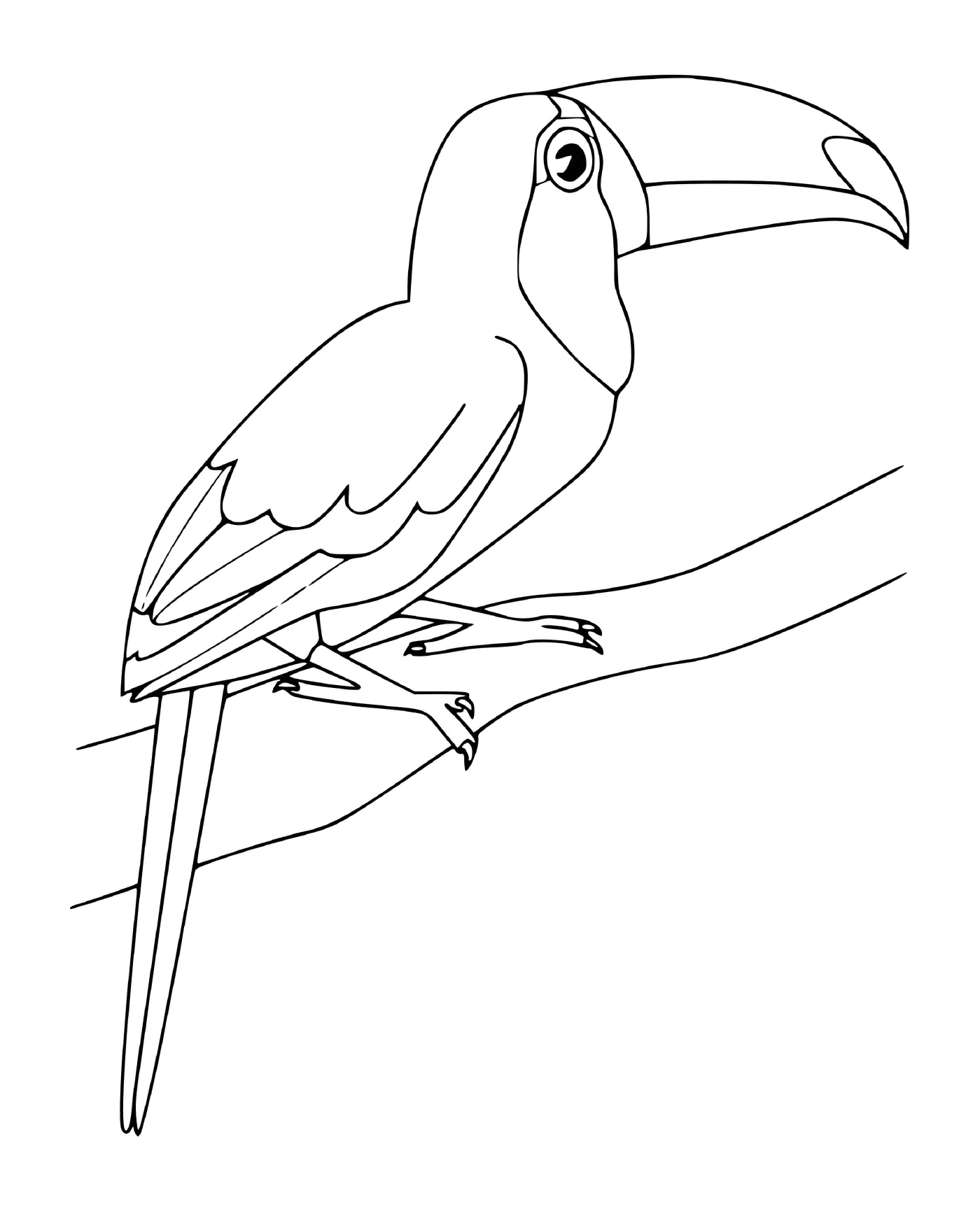 coloriage toucan oiseau