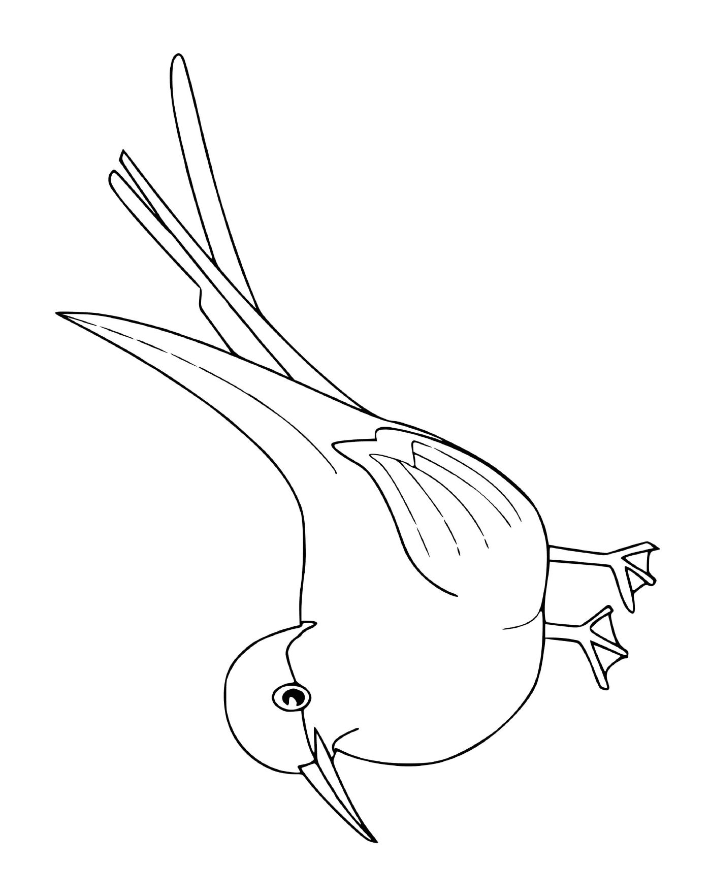 coloriage sterne arctique oiseau