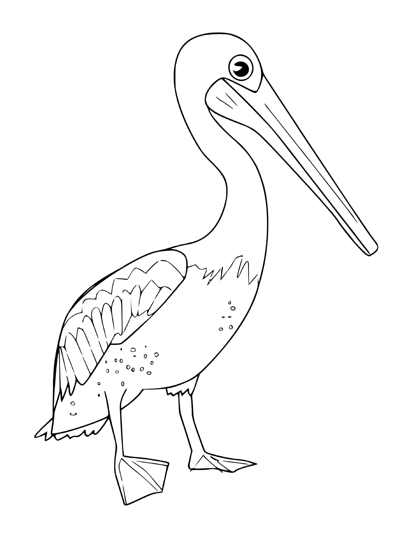 coloriage pelican