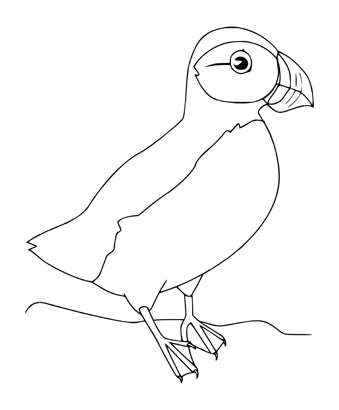 coloriage macareux oiseau