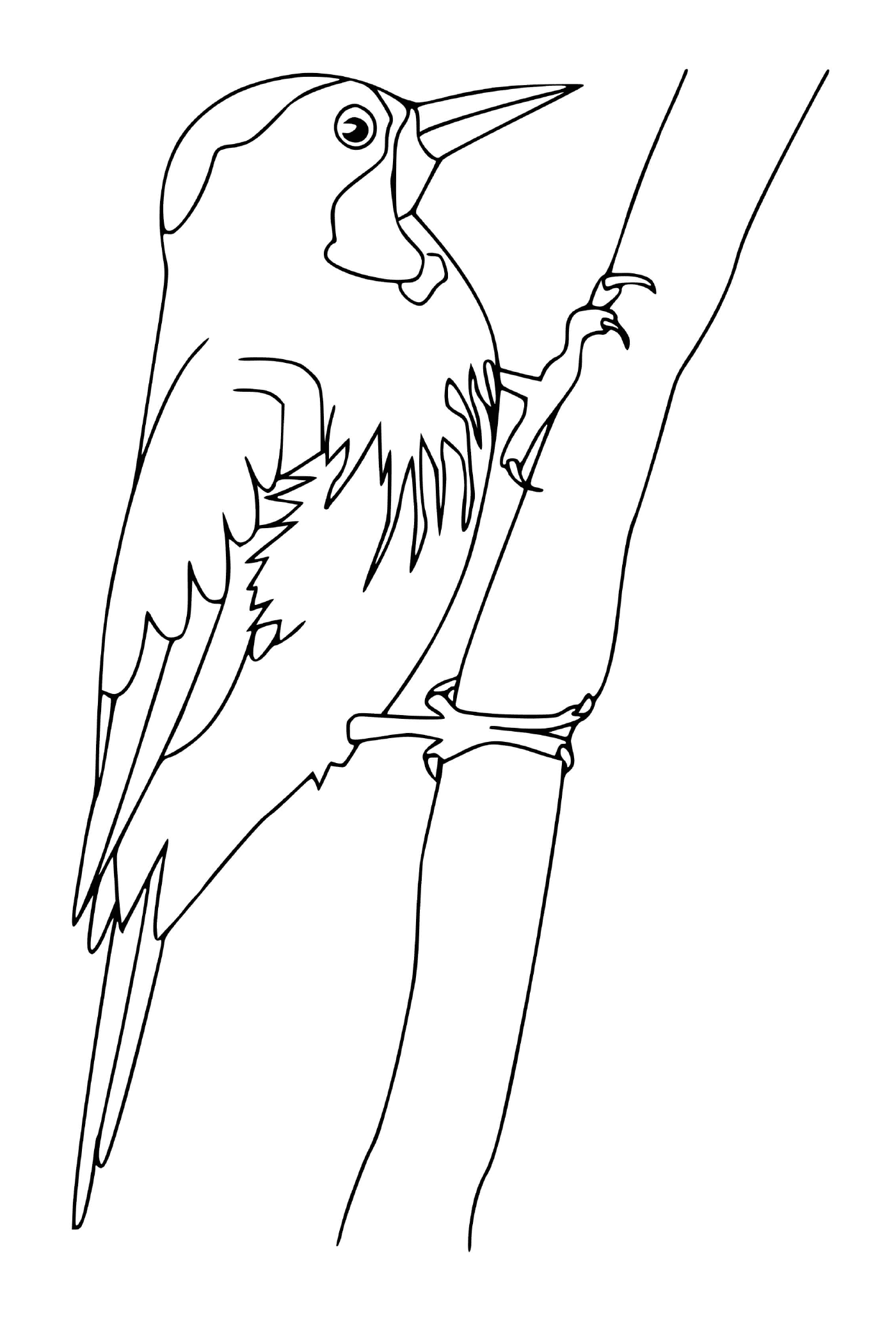 coloriage woodpecker oiseau