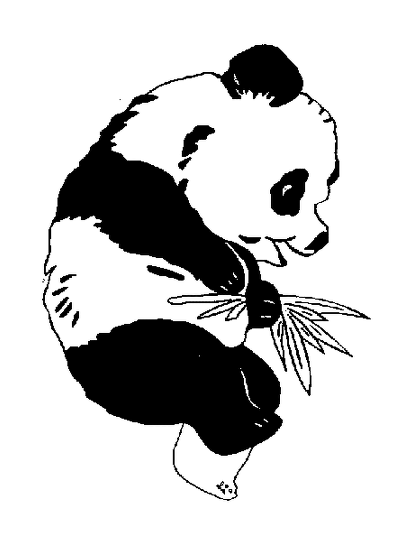 coloriage panda de profil