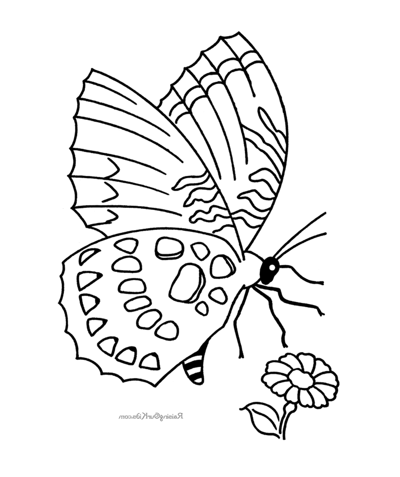 coloriage papillon 150