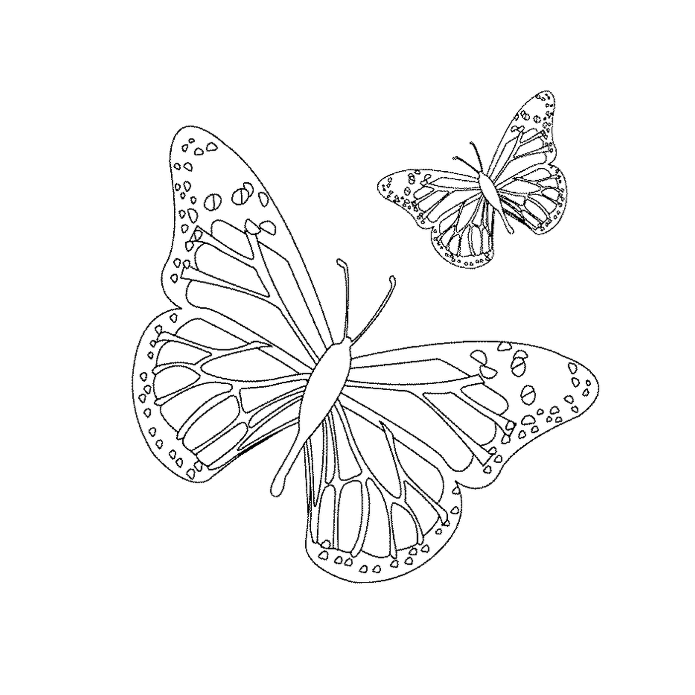coloriage papillon 36