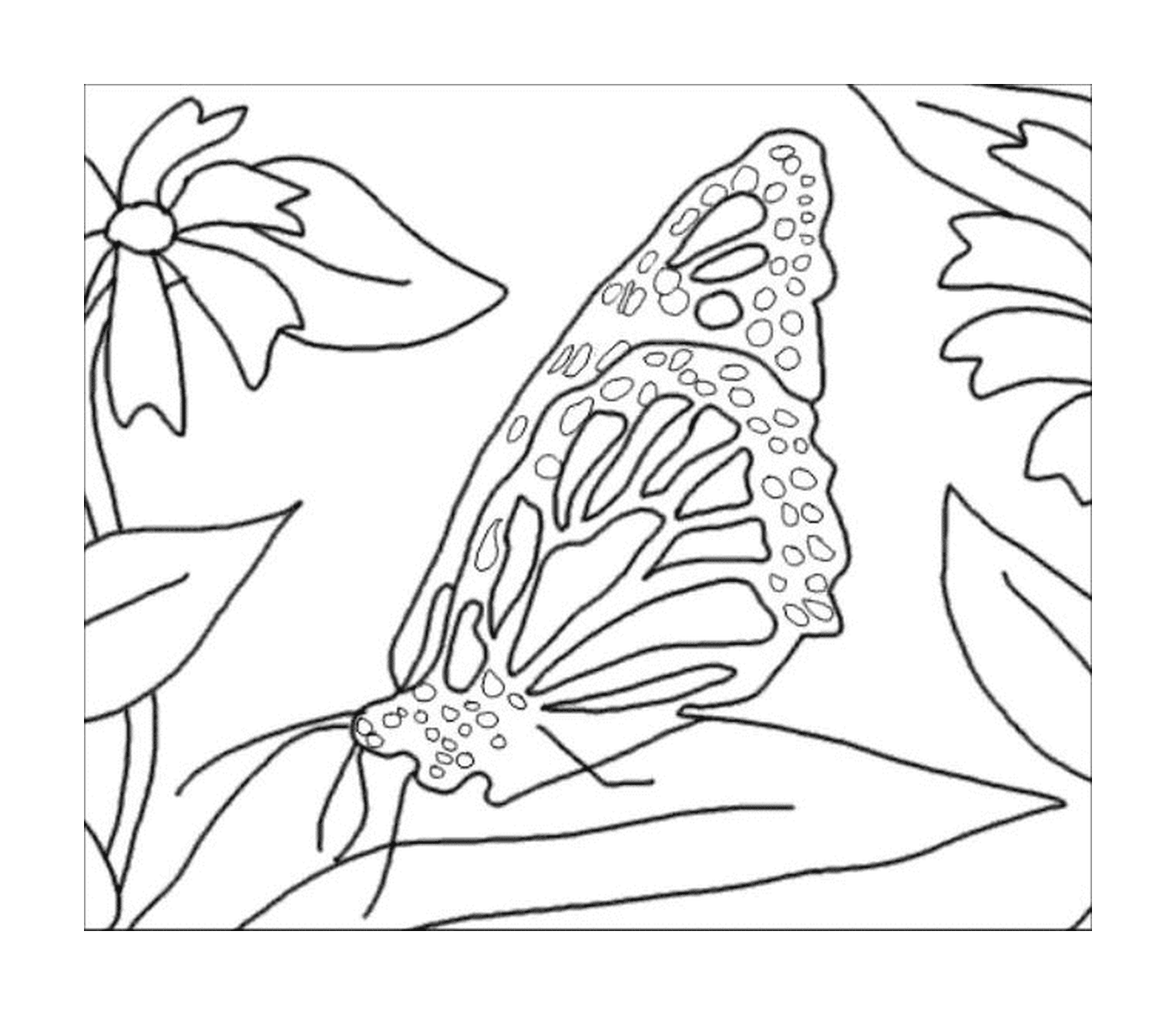 coloriage papillon feuille
