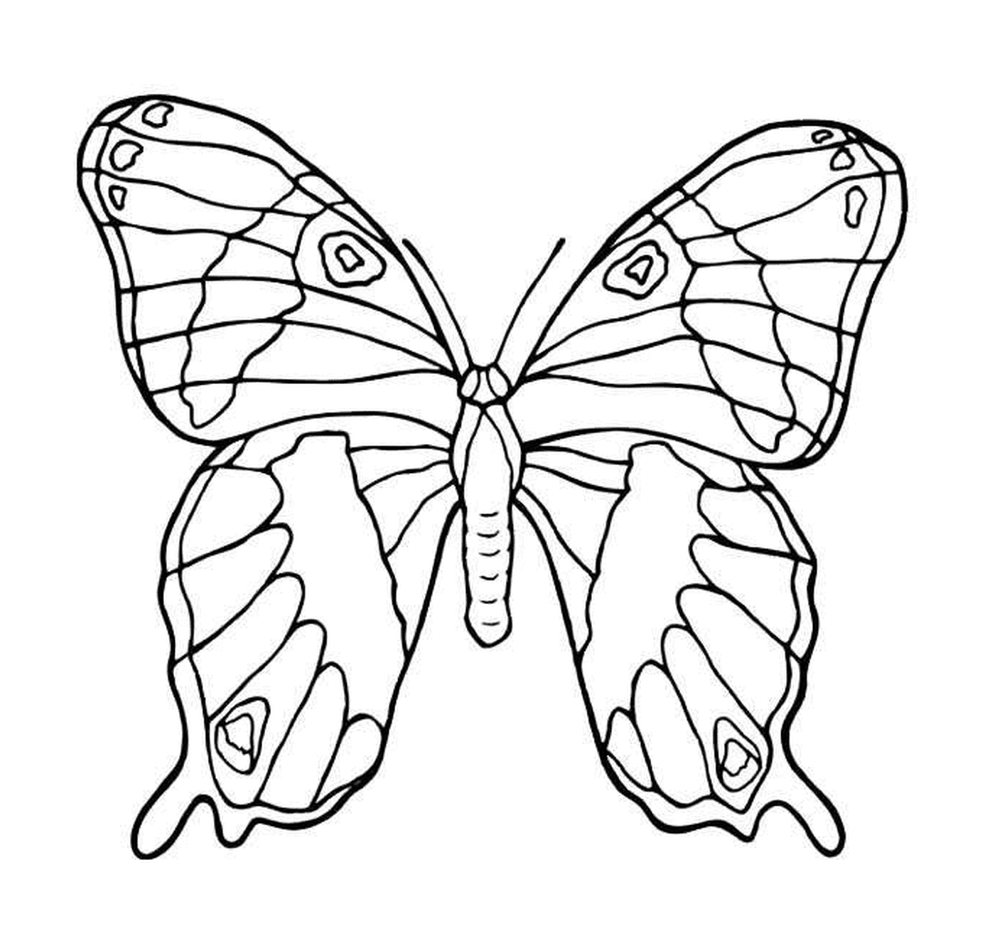 coloriage papillon vue de dessus