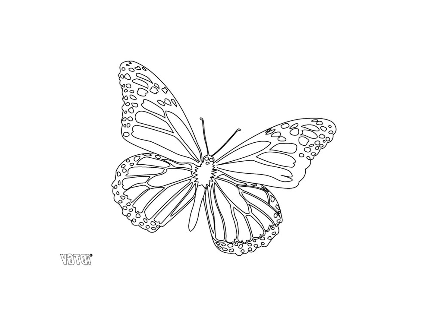 coloriage papillon 135