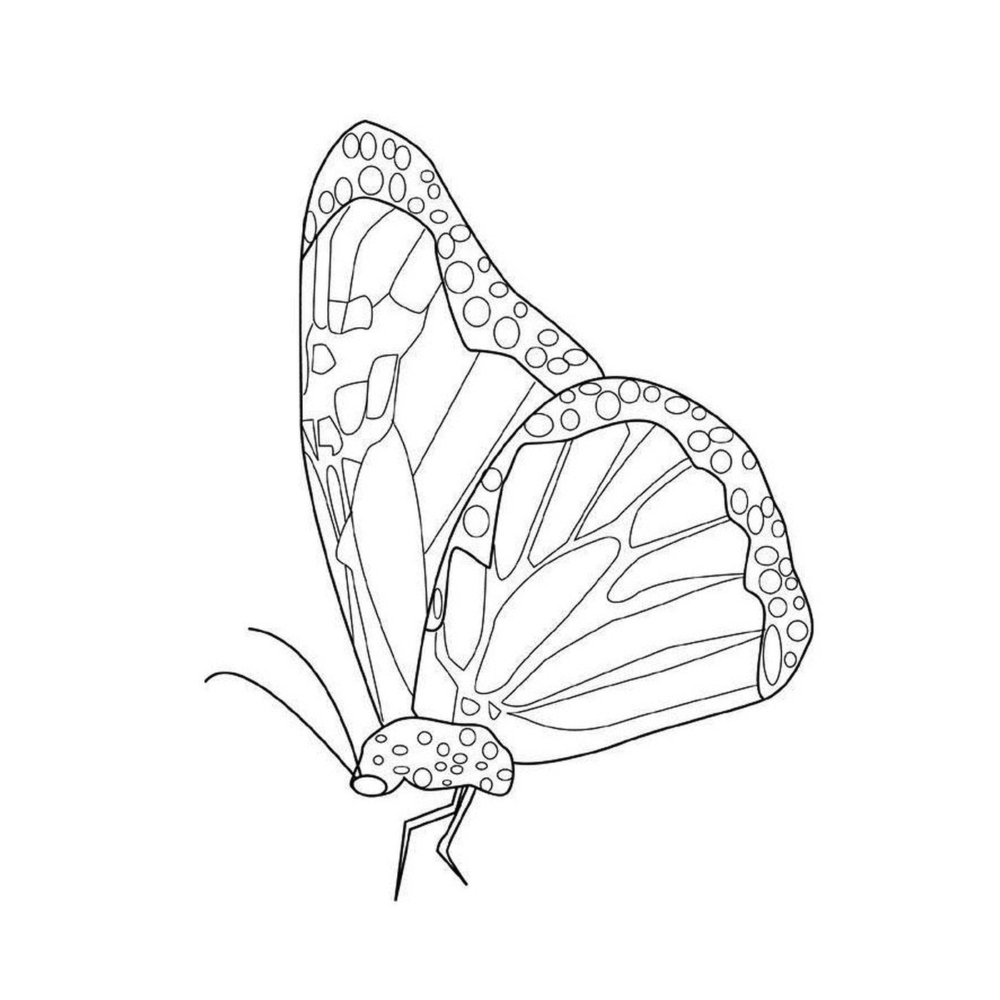coloriage papillon monarque