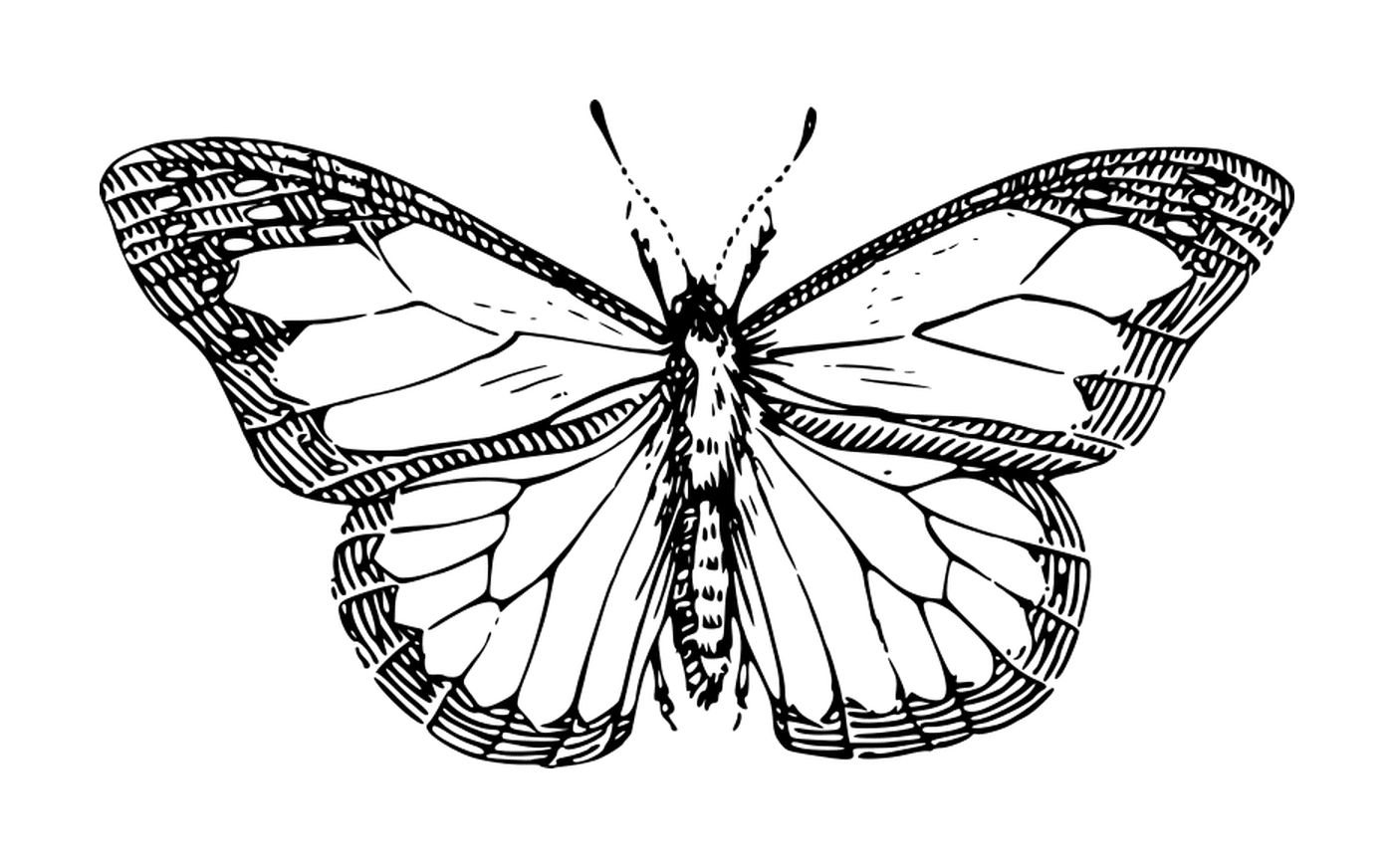 coloriage papillon 62