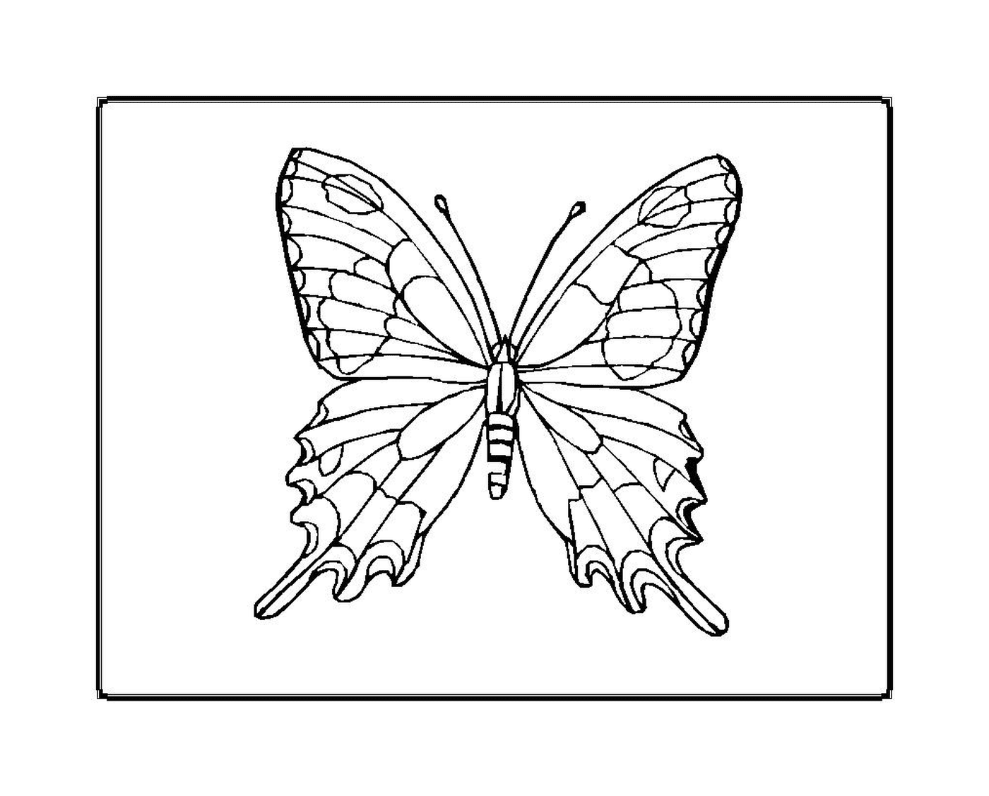 coloriage papillon 33