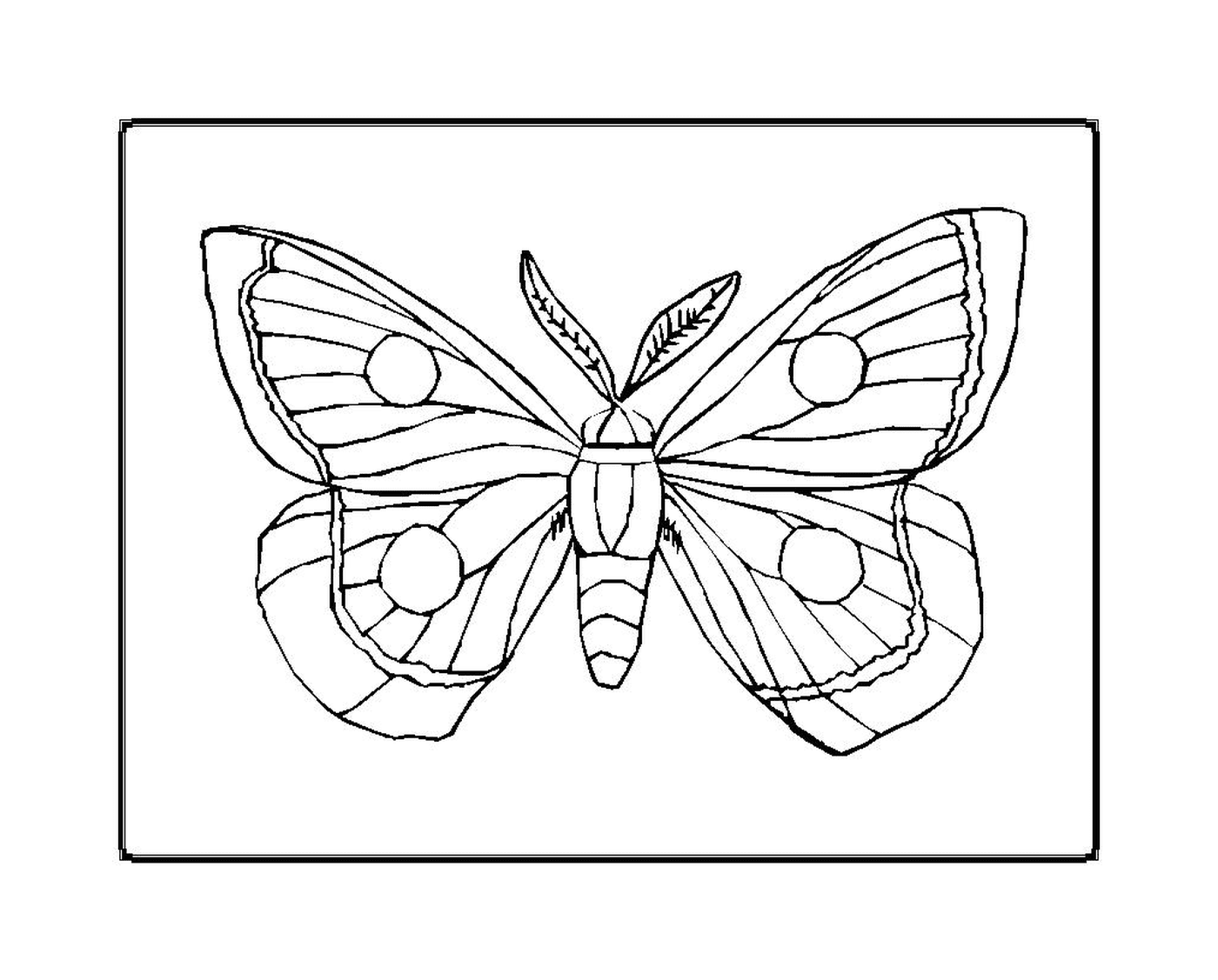 coloriage papillon 9